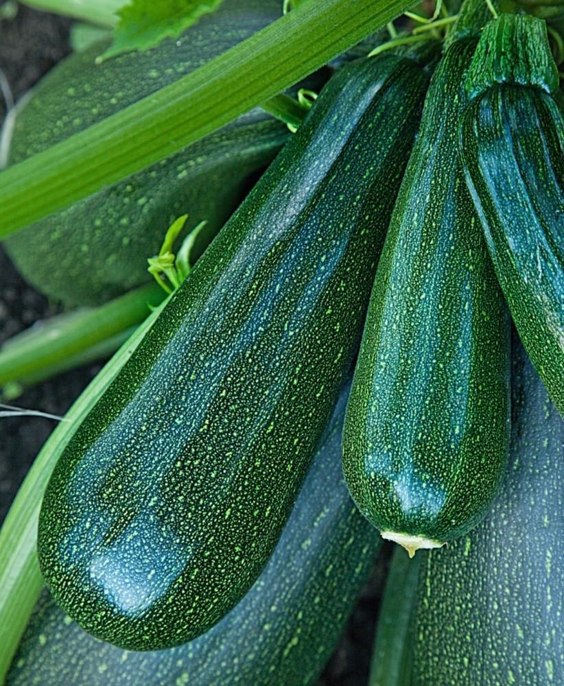 Обложка продукта Цукини