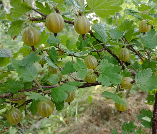 Обложка продукта Крыжовник