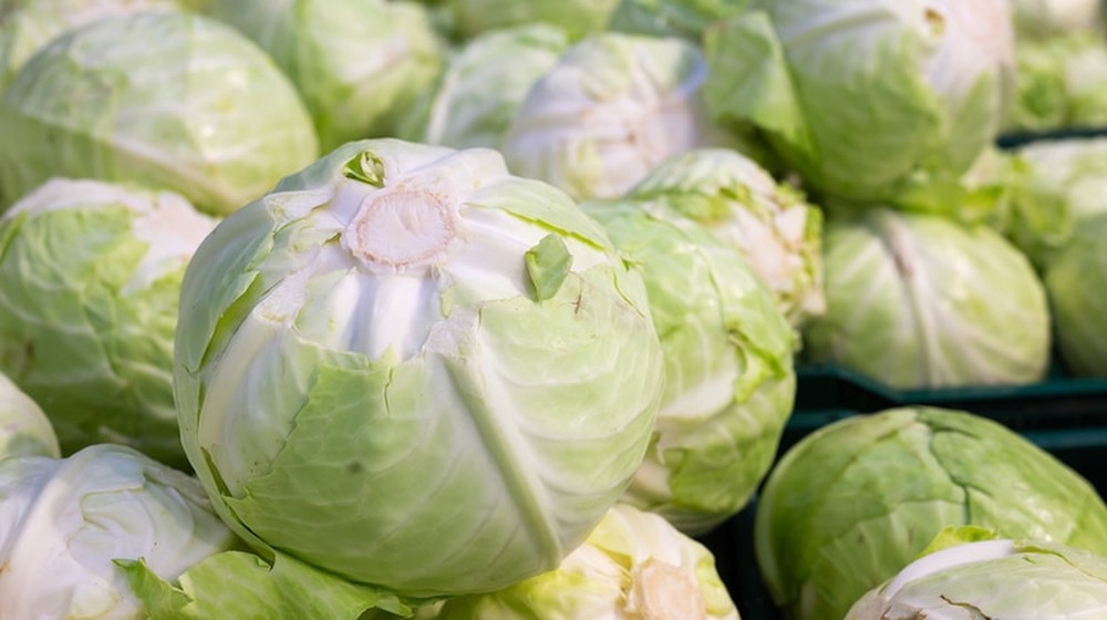 Обложка продукта Капуста белокочанная