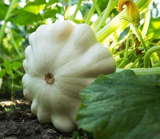 Обложка продукта Патиссон