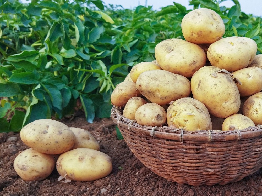 Обложка продукта Картофель