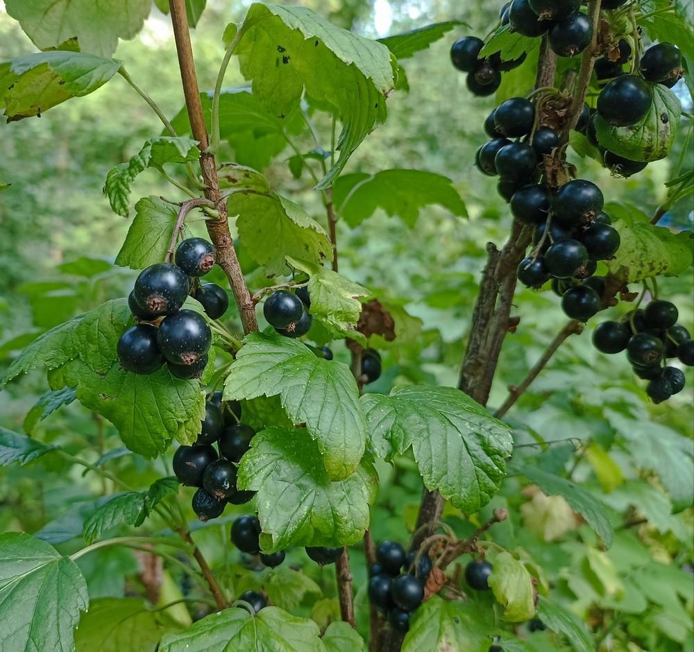 Обложка продукта Смородина