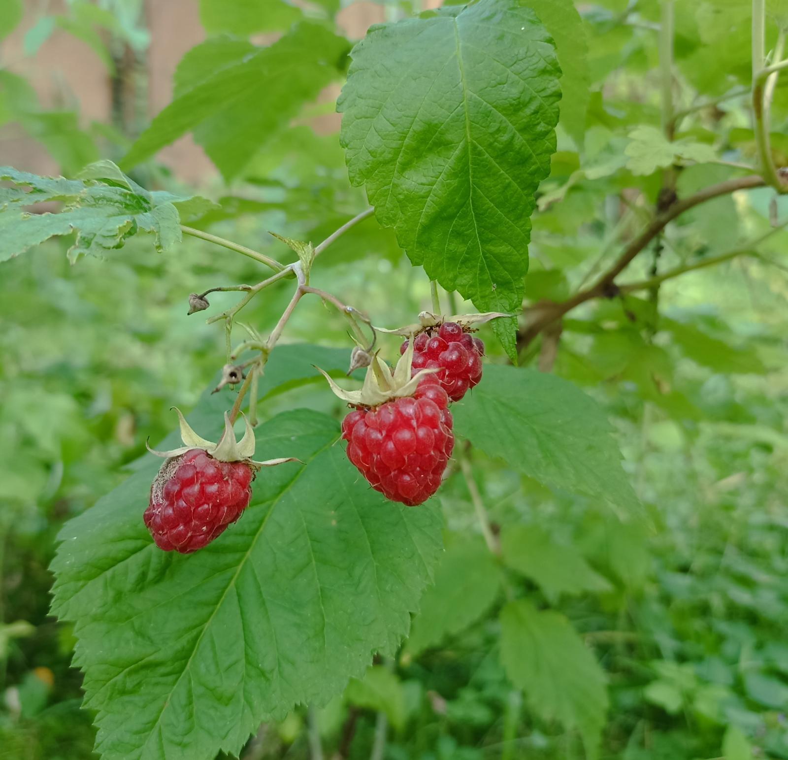 Обложка продукта Малина