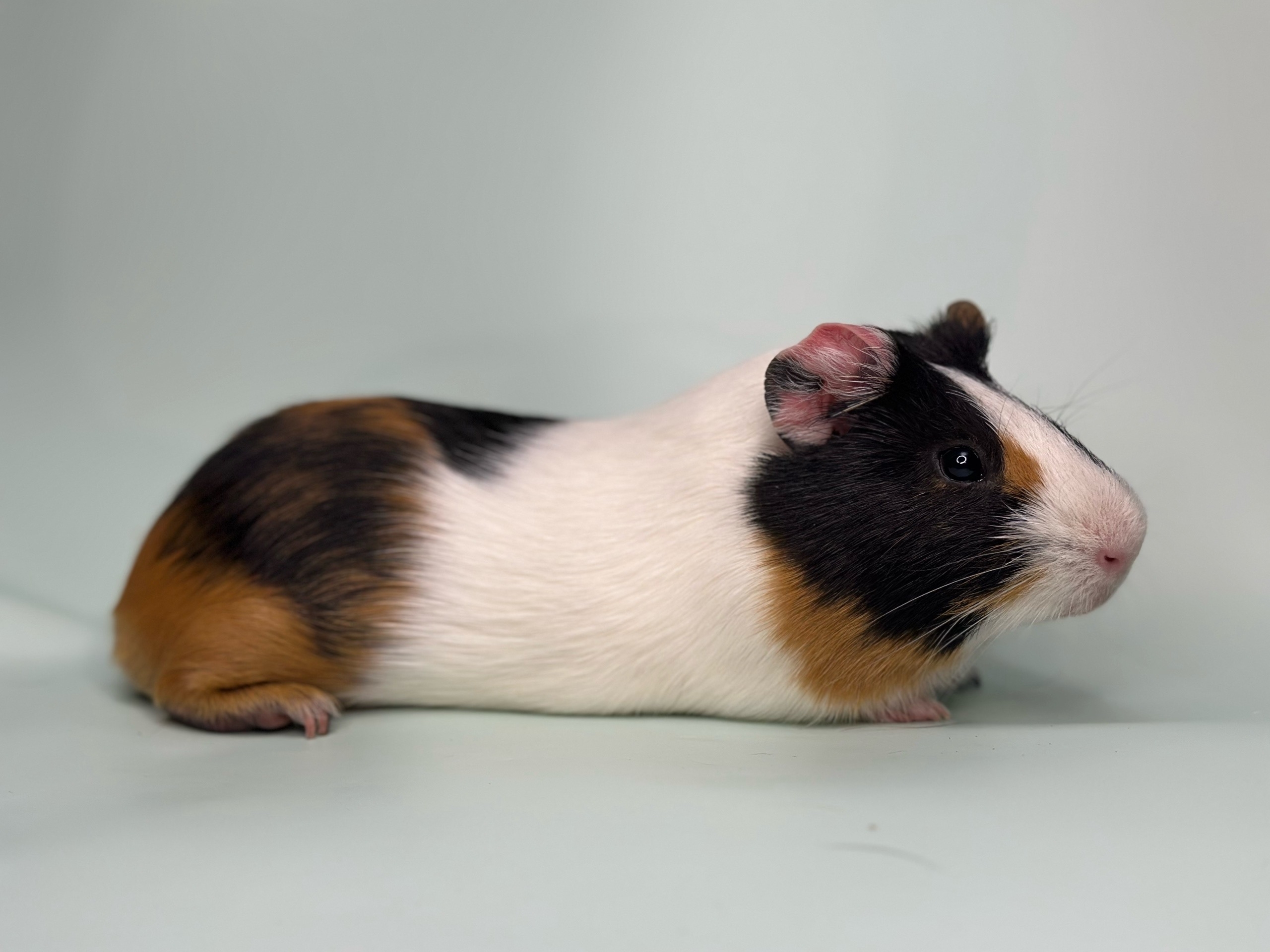 Изображение морской свинки