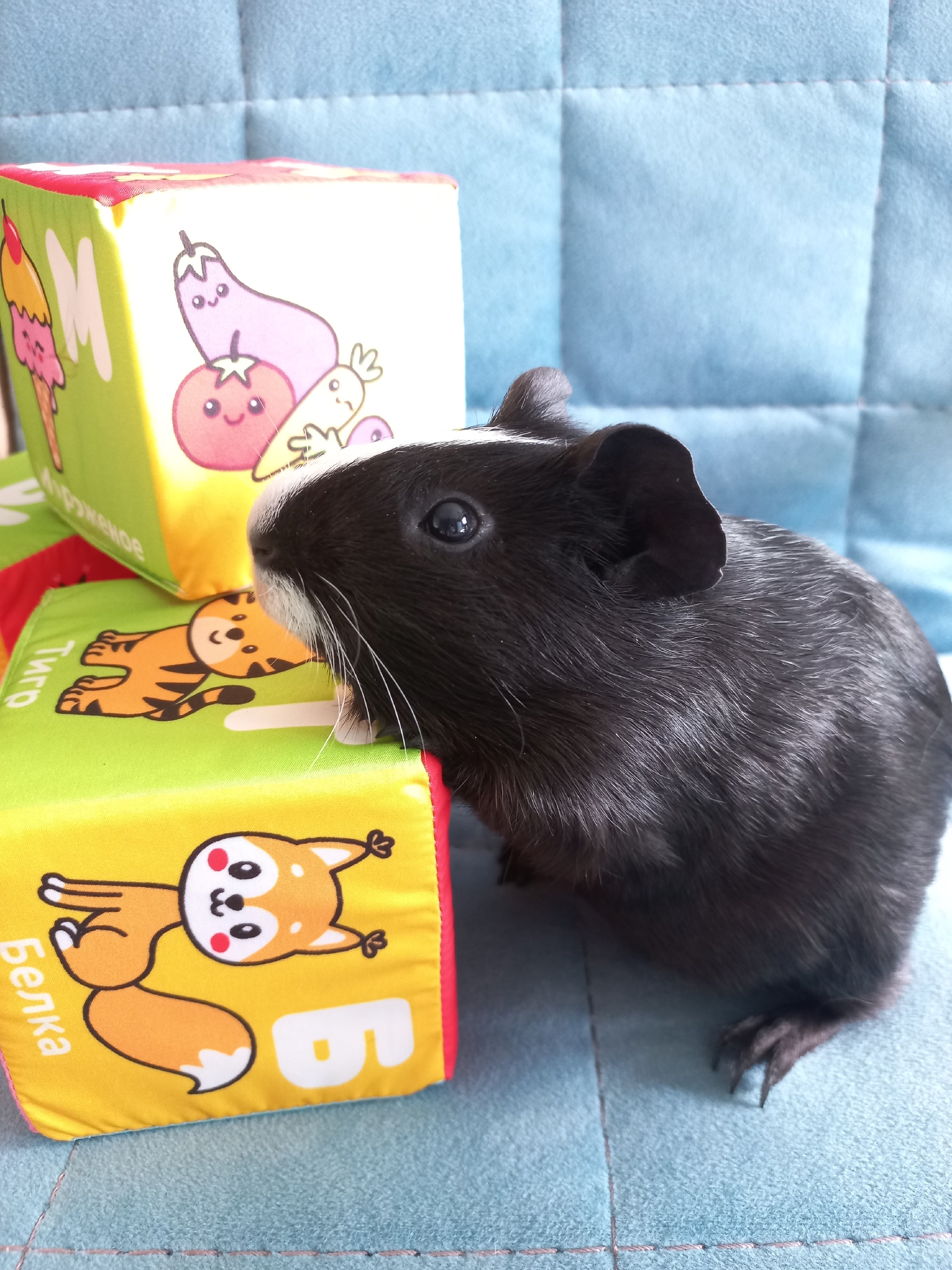 Изображение морской свинки