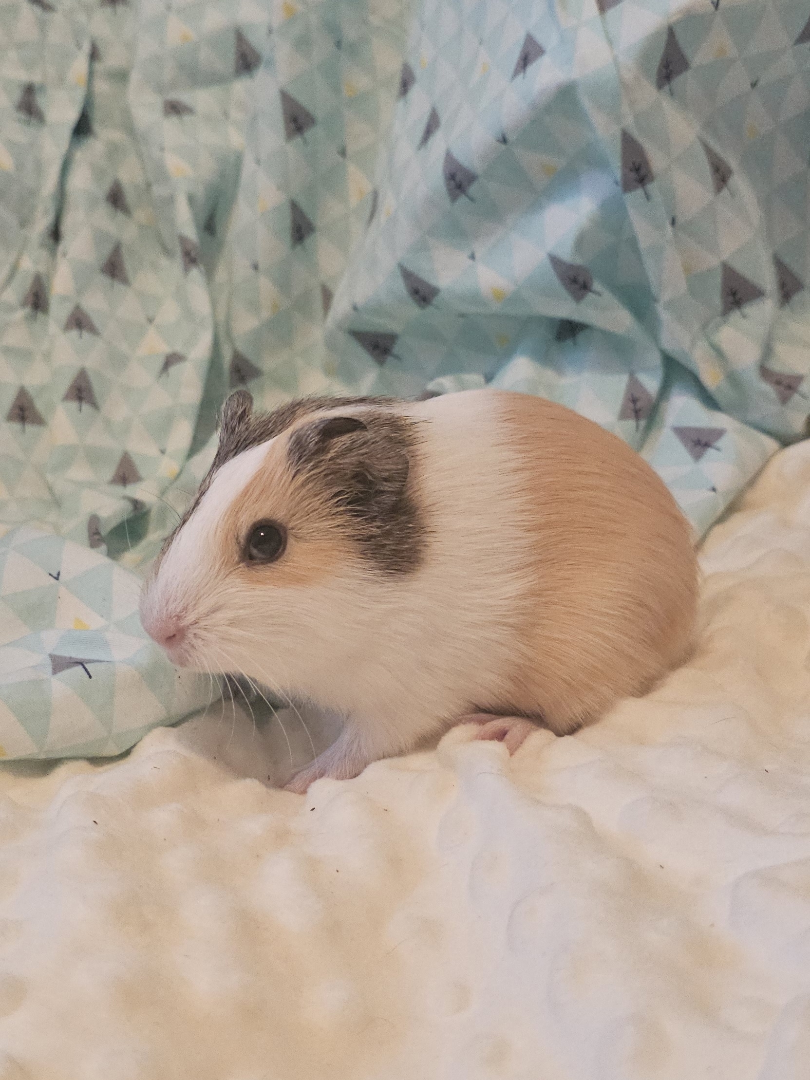 Фотография морской свинки по имени Экстаз