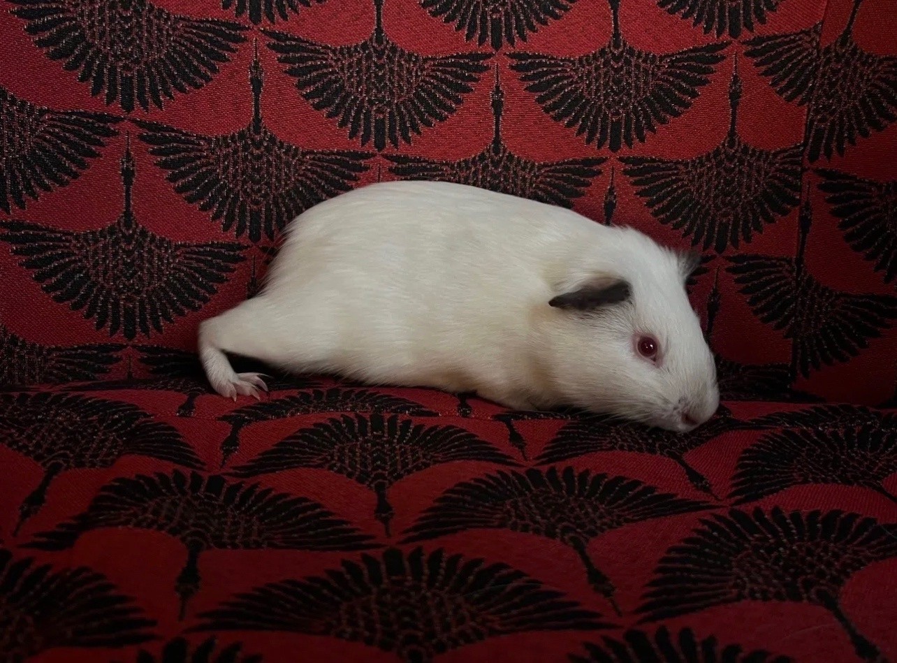 Изображение морской свинки