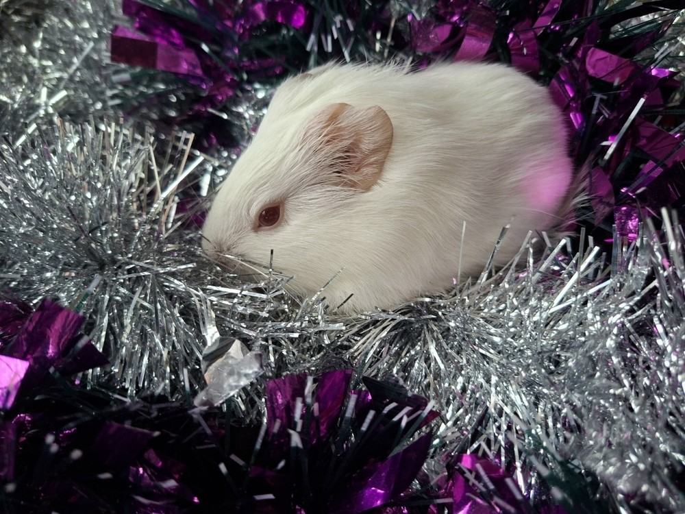 Изображение морской свинки