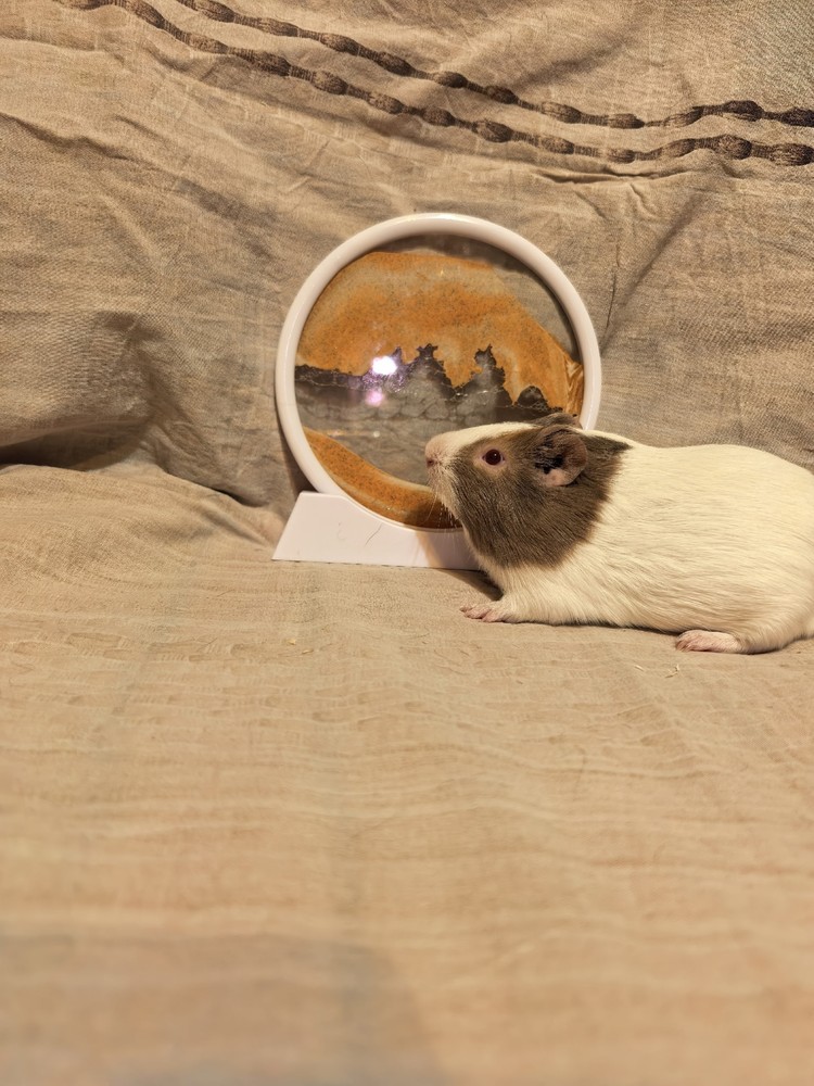 Фон для фотографии свинки по имени Цоппер