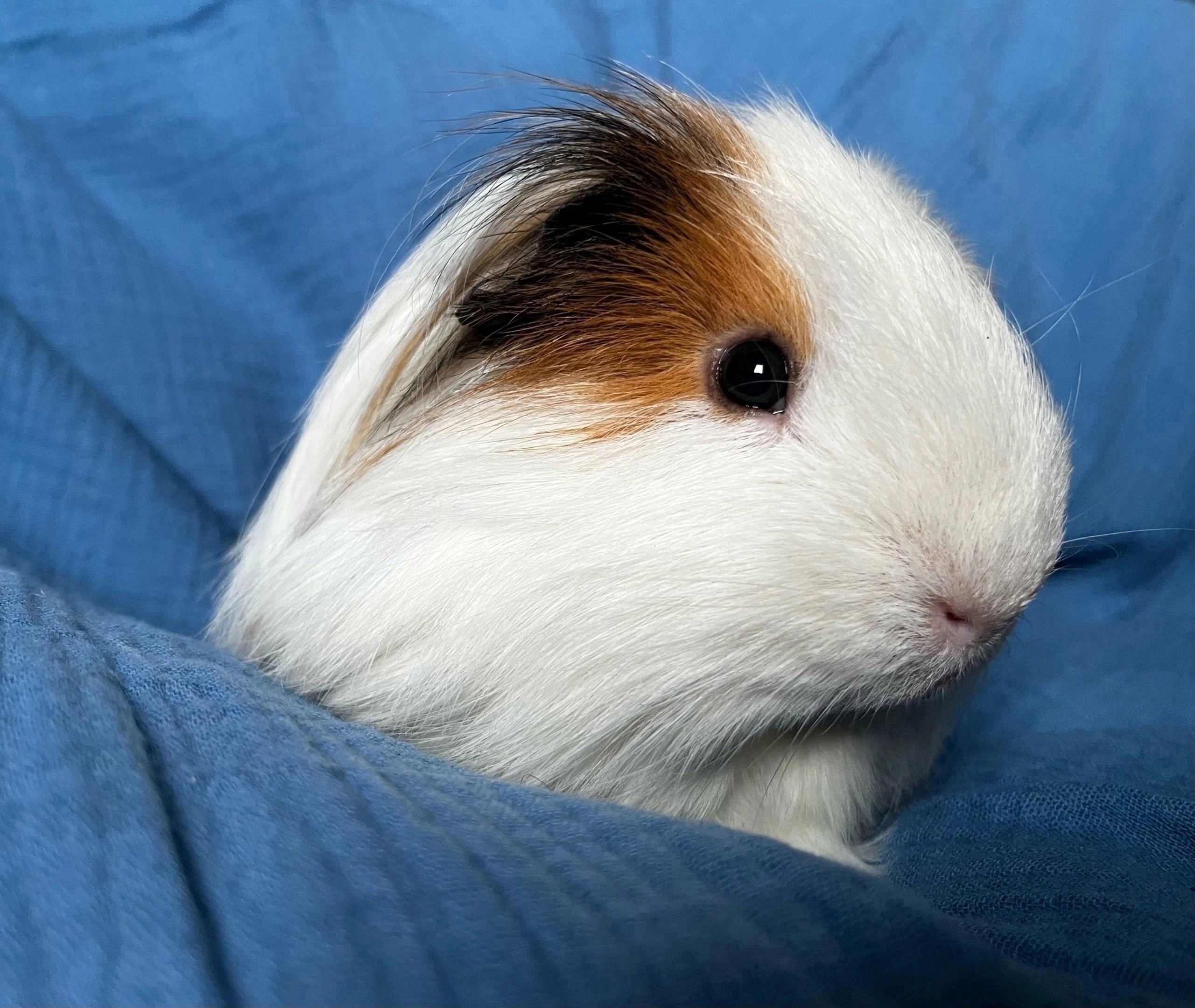 Изображение морской свинки