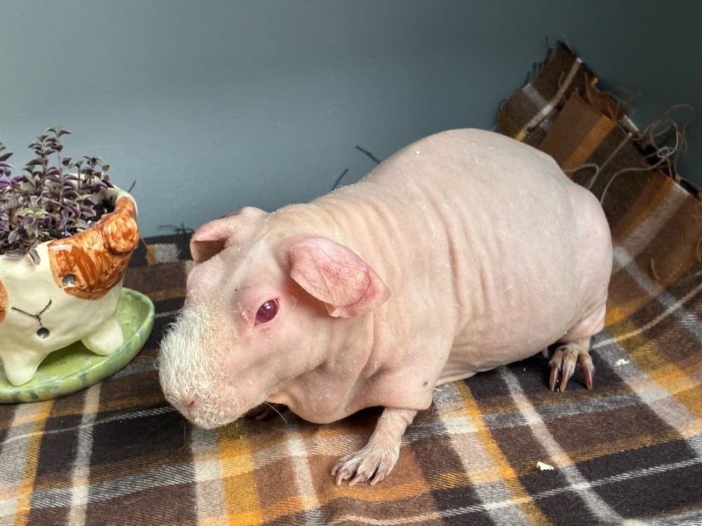 Изображение морской свинки