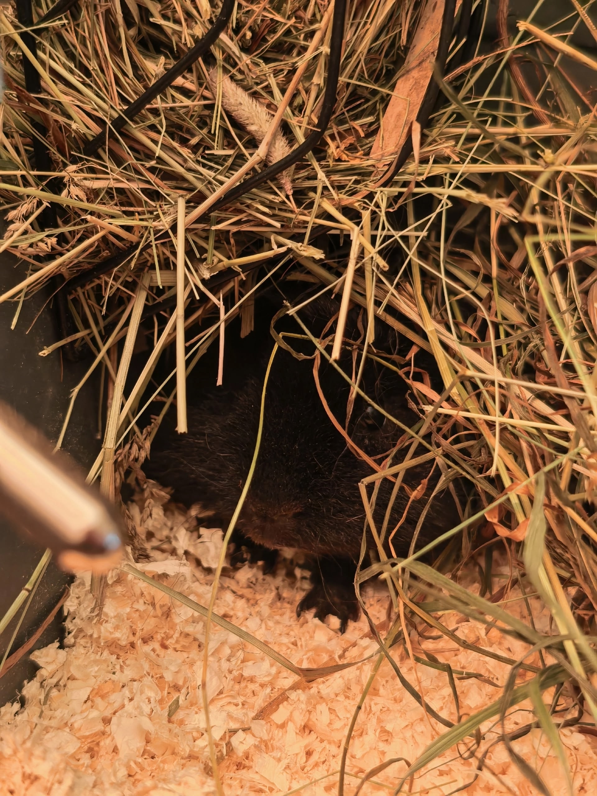 Изображение морской свинки