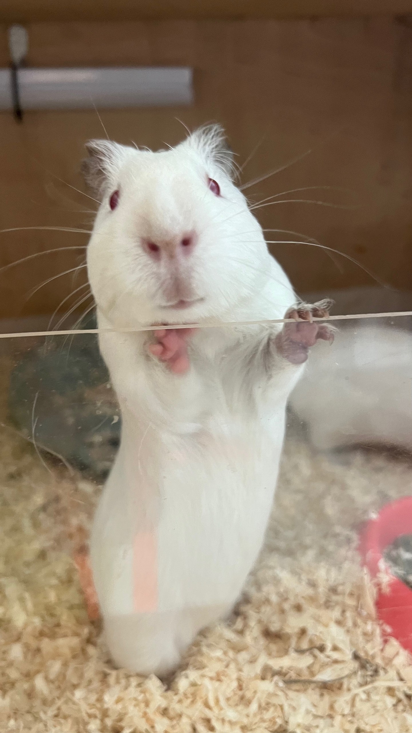 Изображение морской свинки