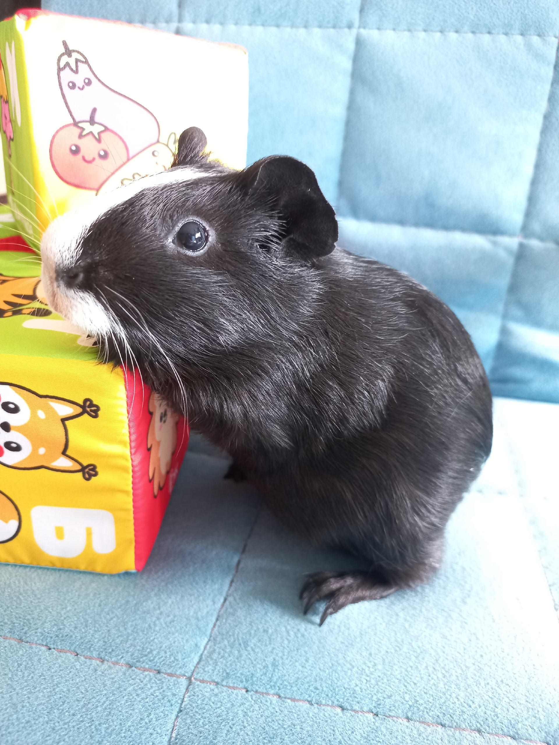 Изображение морской свинки