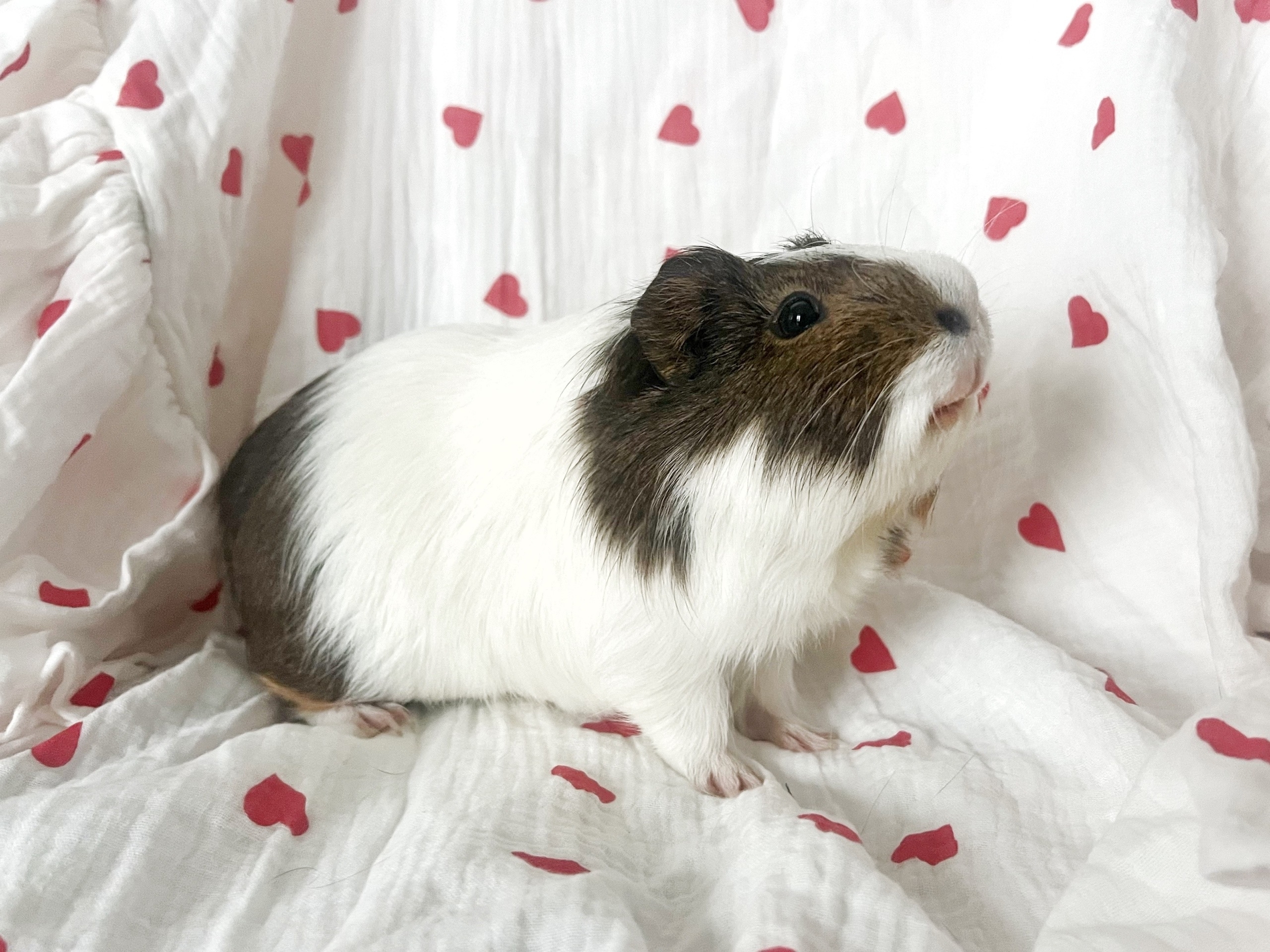 Фотография морской свинки по имени Армавир