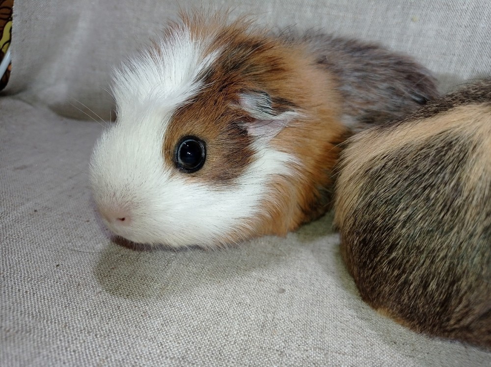 Фон для фотографии свинки по имени Шубка