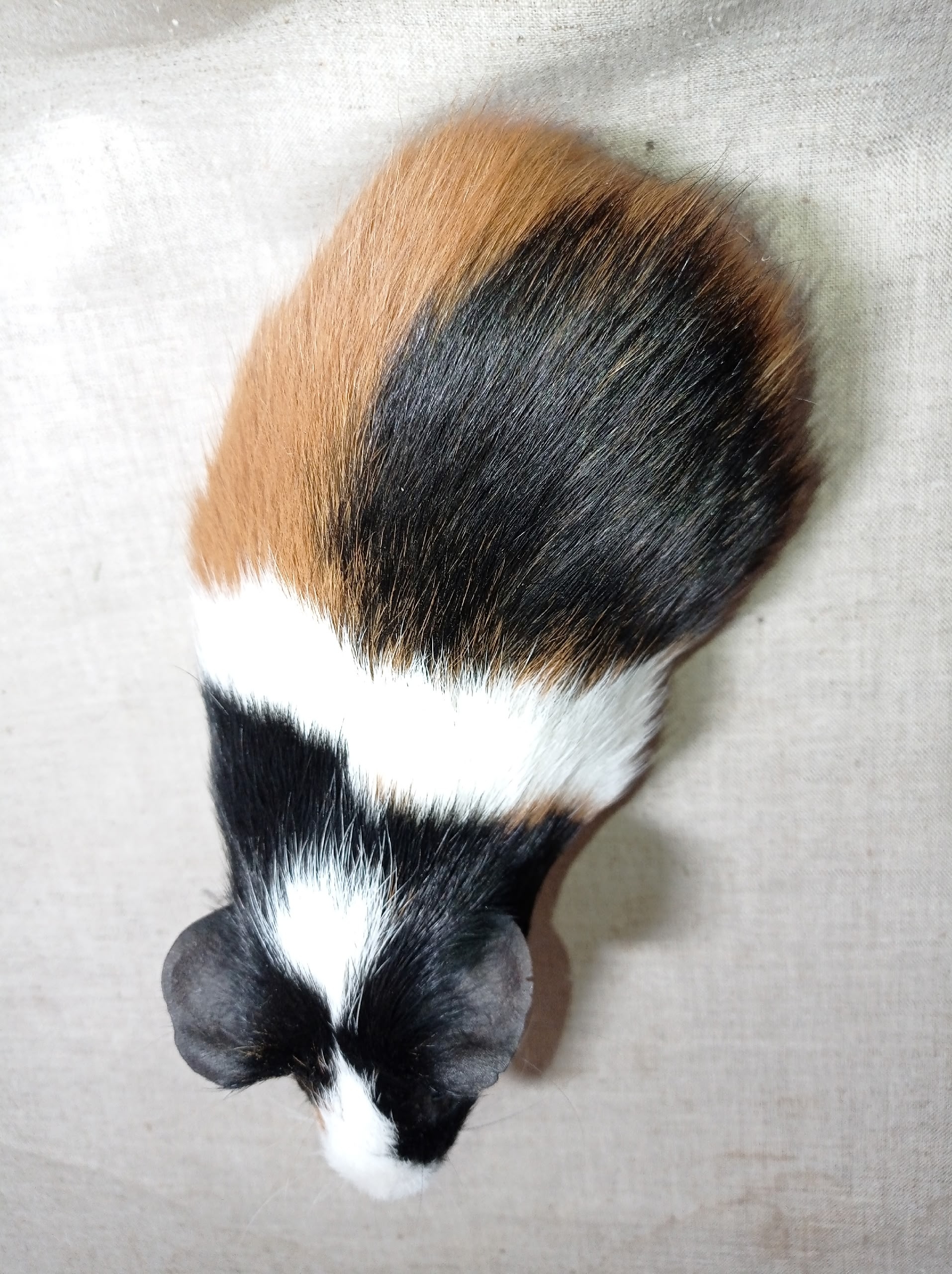 Изображение морской свинки