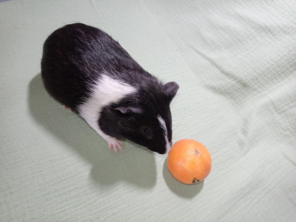 Изображение морской свинки