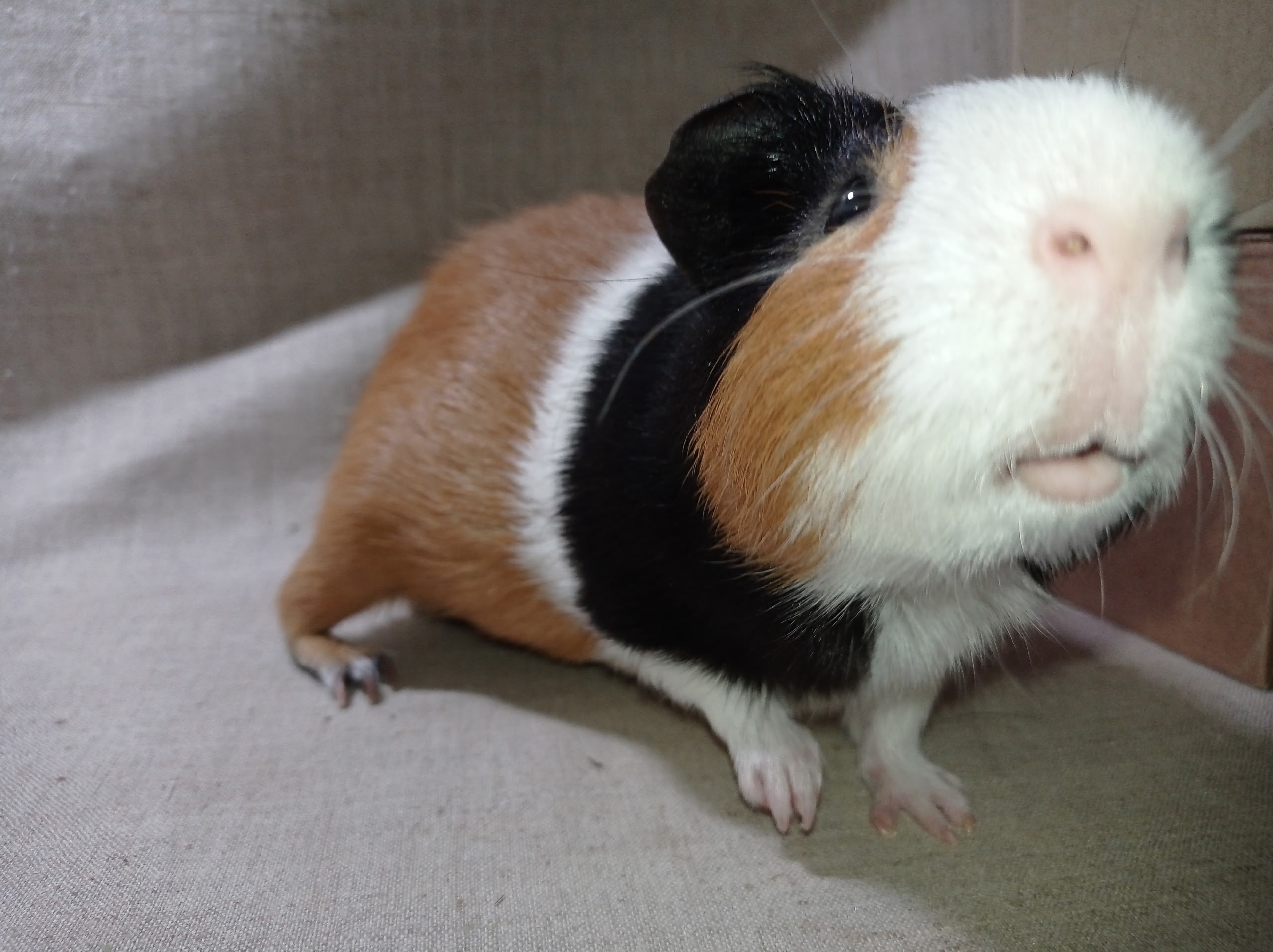 Изображение морской свинки