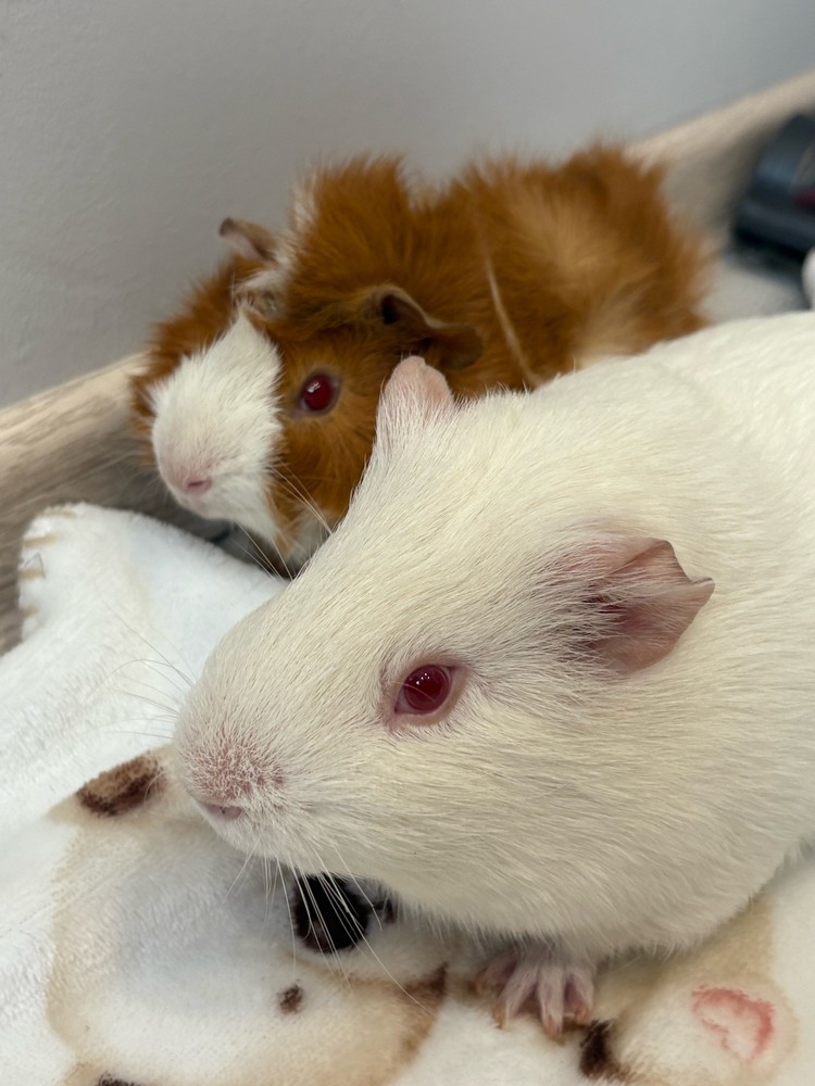 Изображение морской свинки