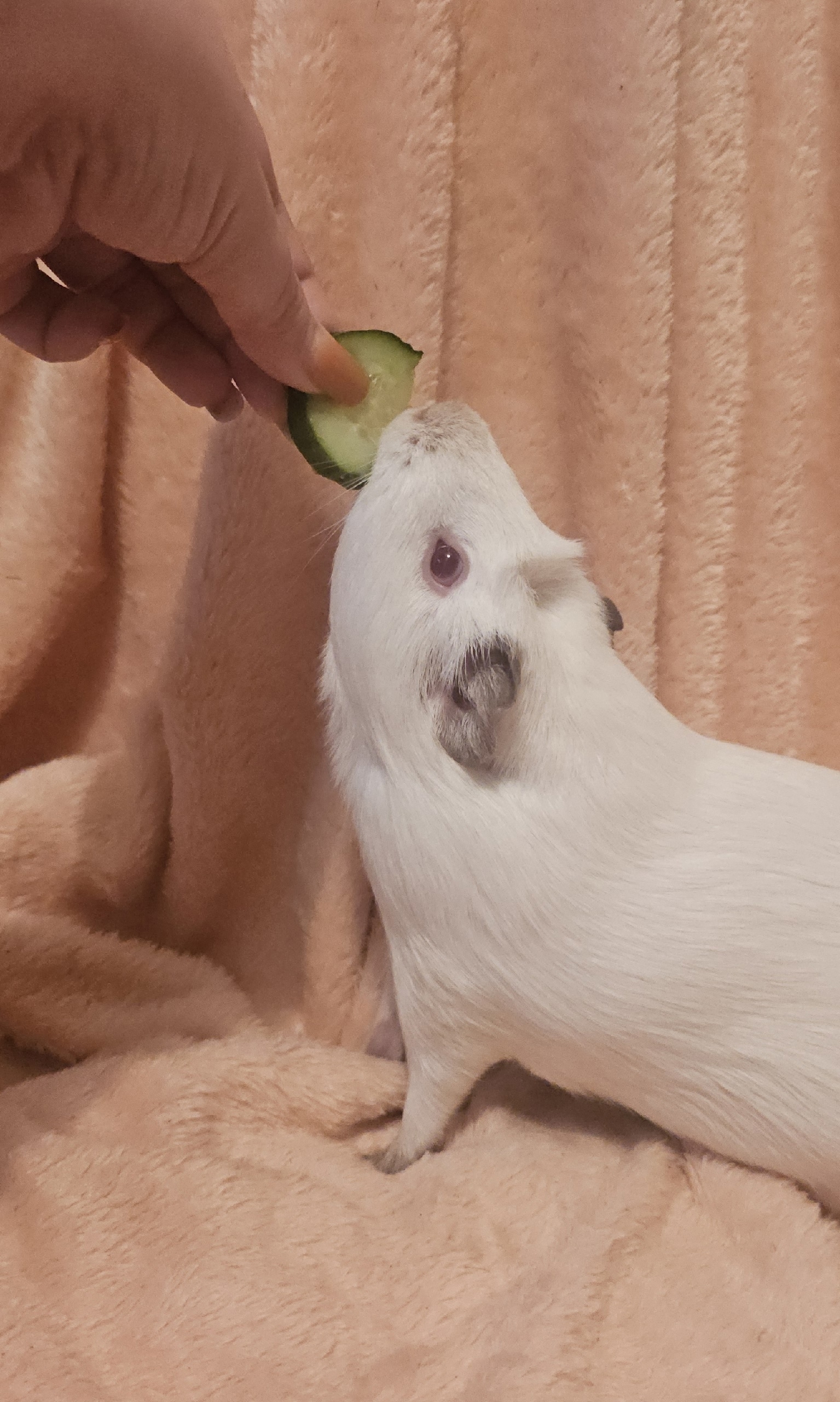 Изображение морской свинки