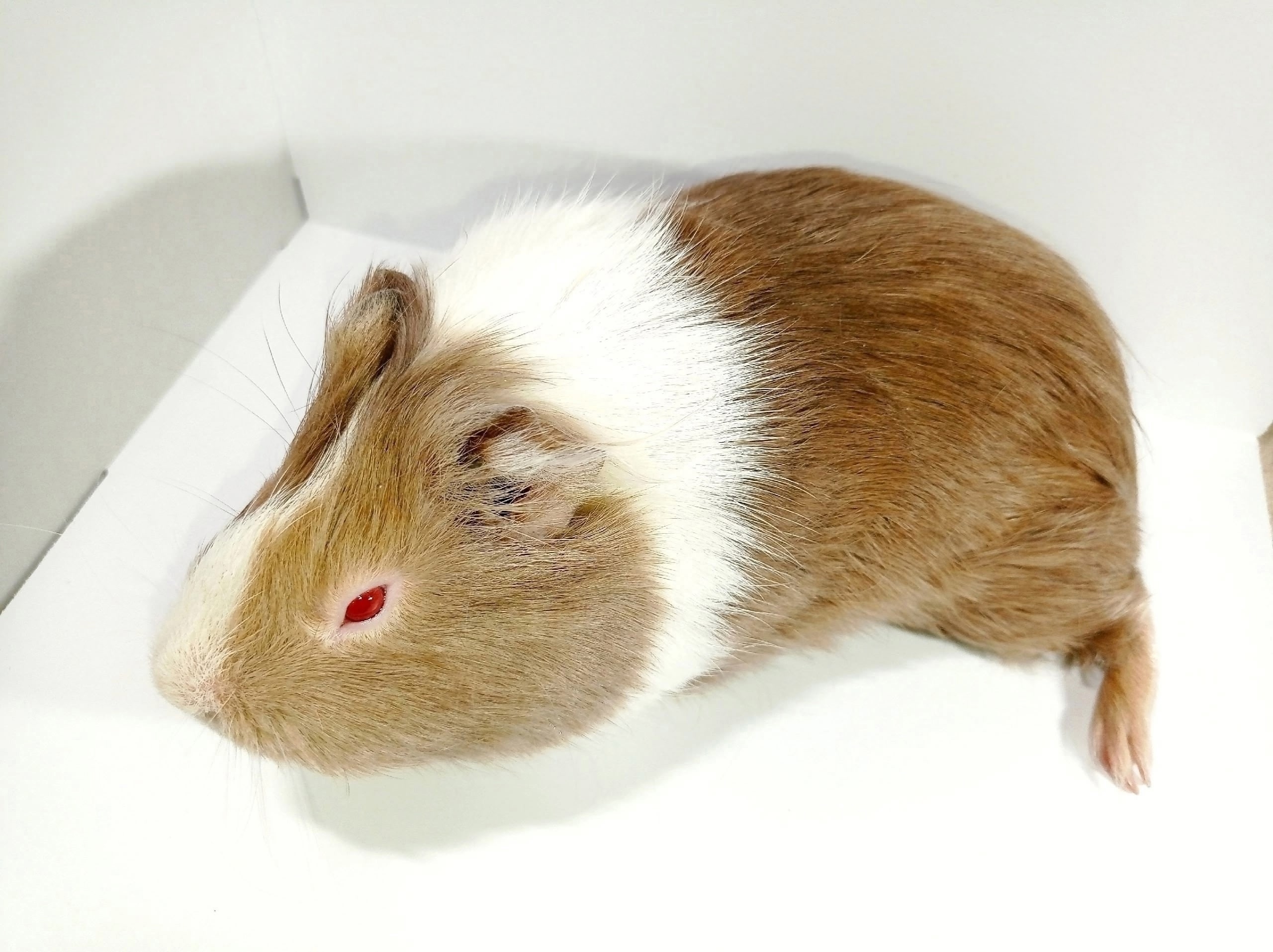 Изображение морской свинки