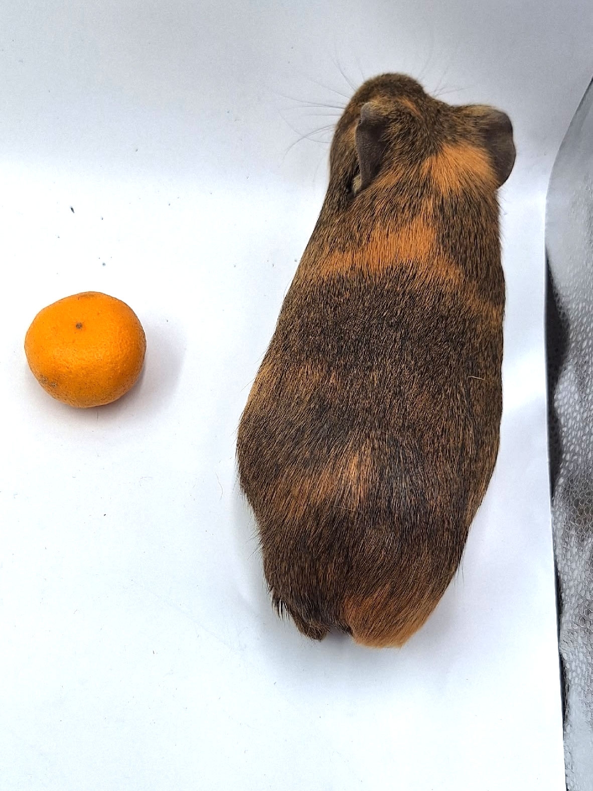 Изображение морской свинки