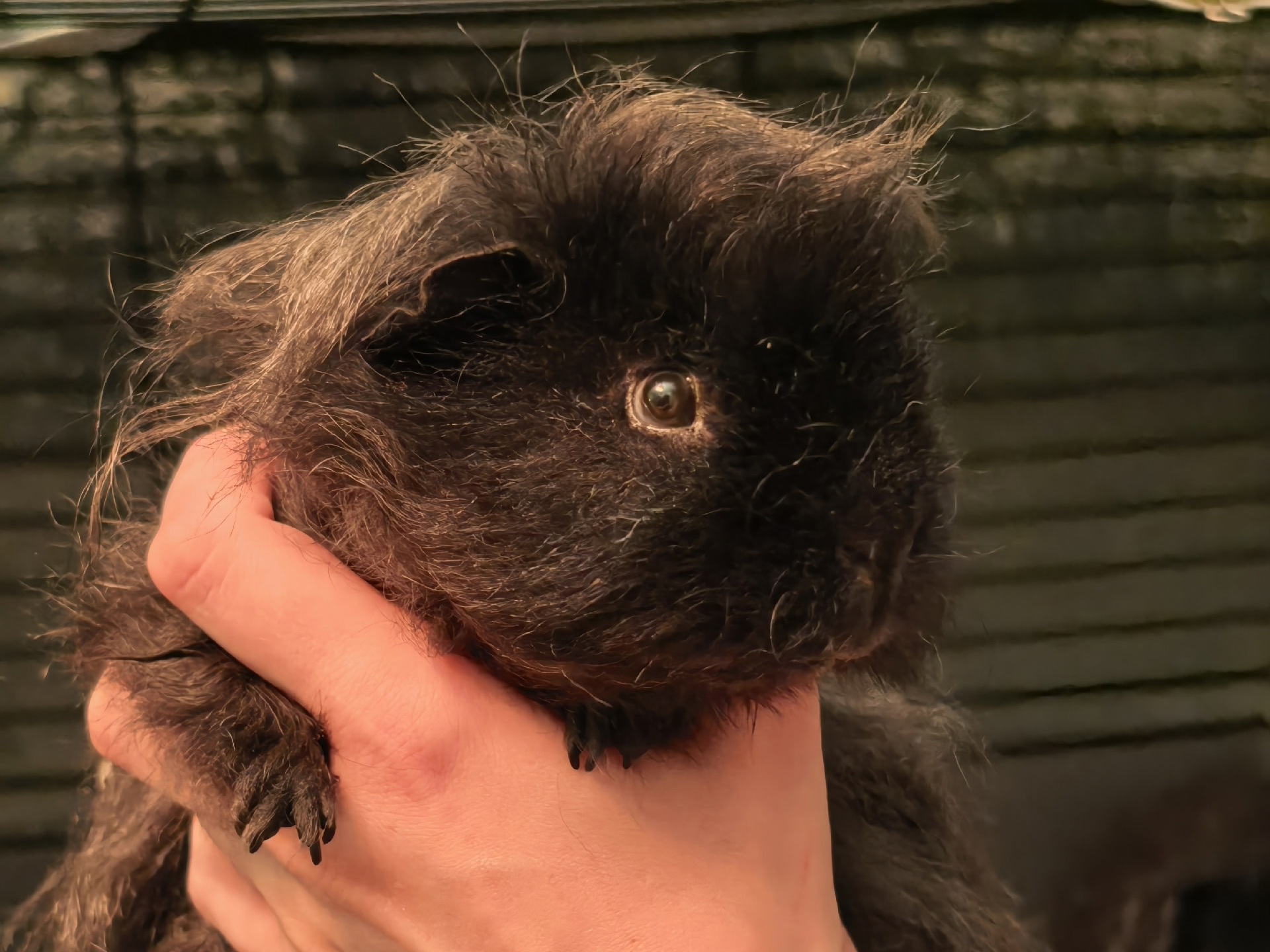 Изображение морской свинки