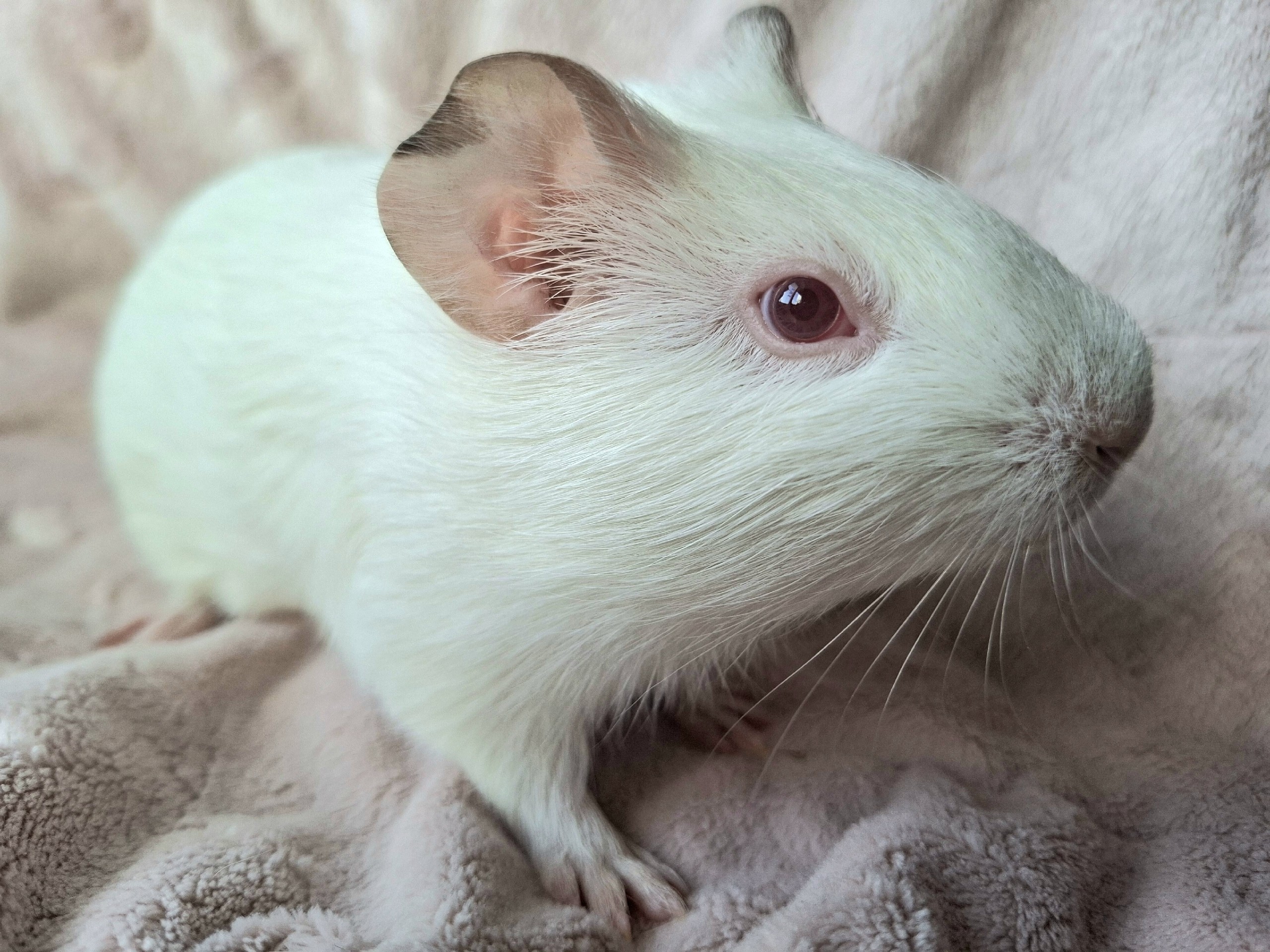 Изображение морской свинки