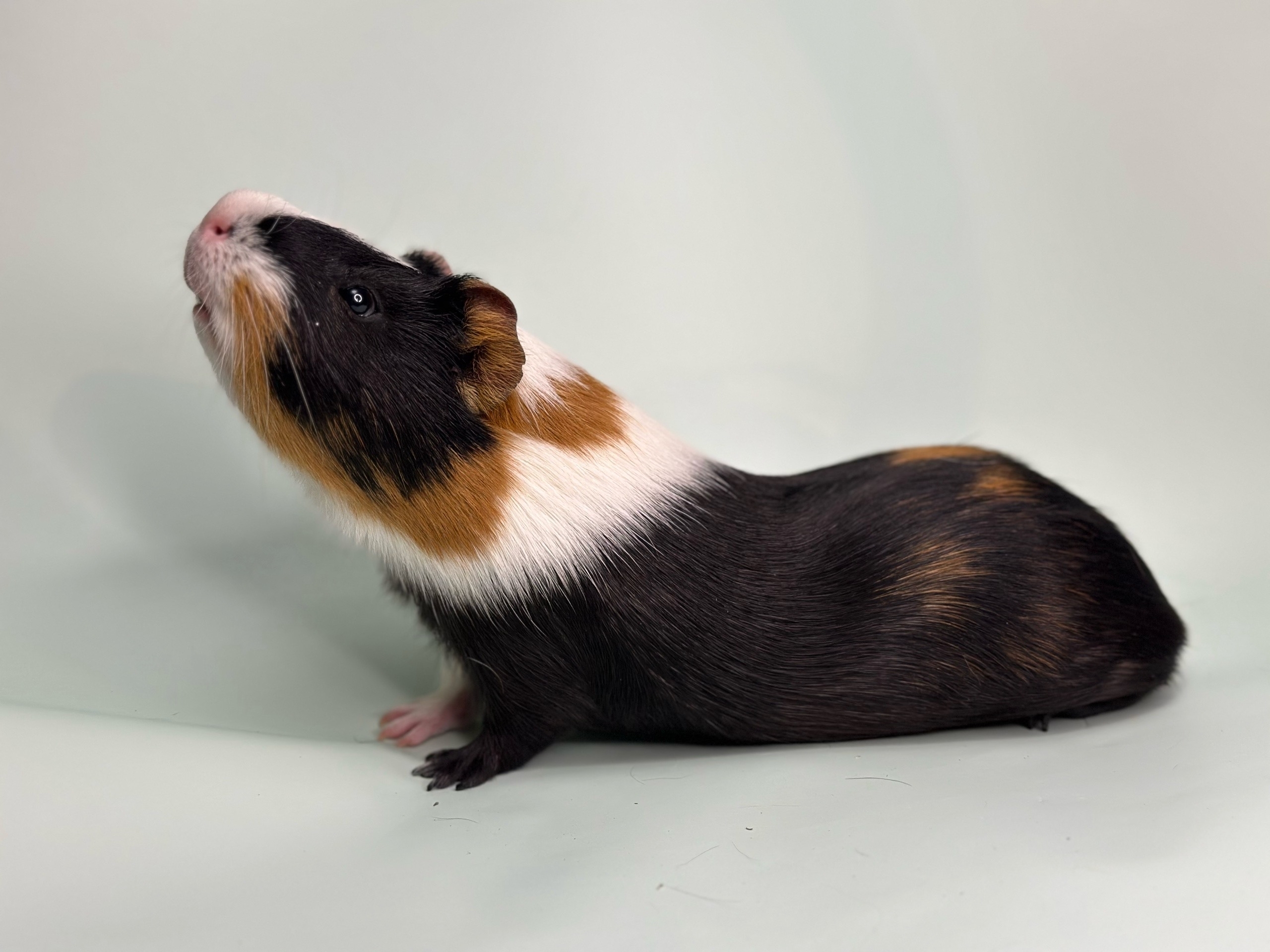 Изображение морской свинки