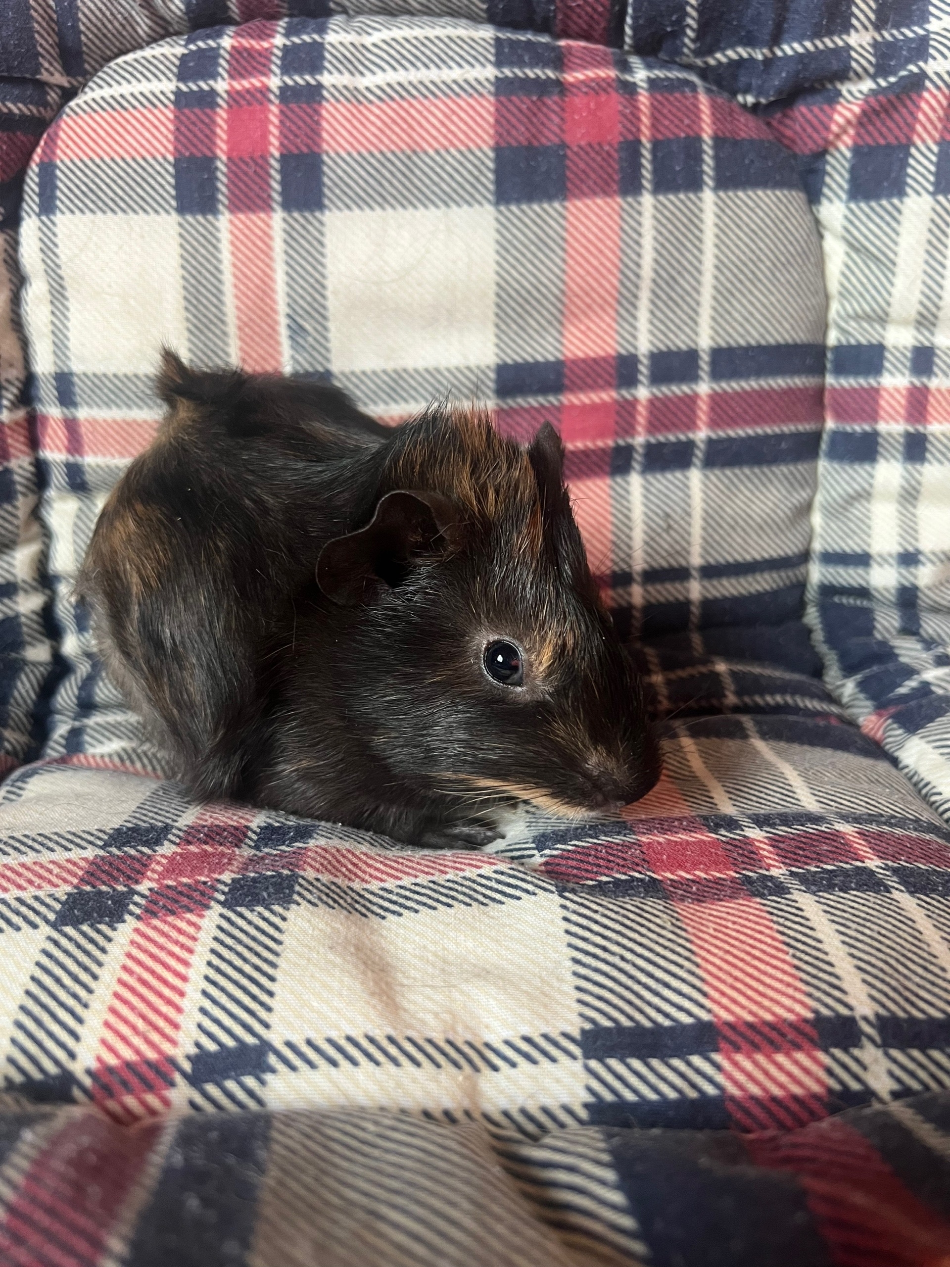 Изображение морской свинки