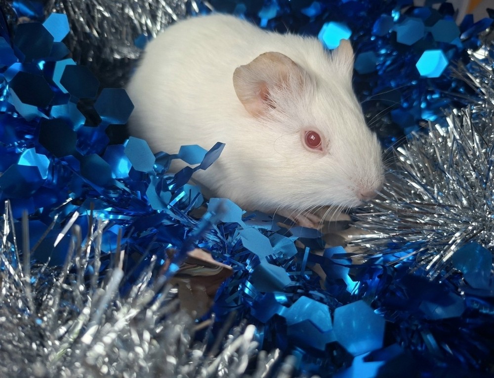 Изображение морской свинки