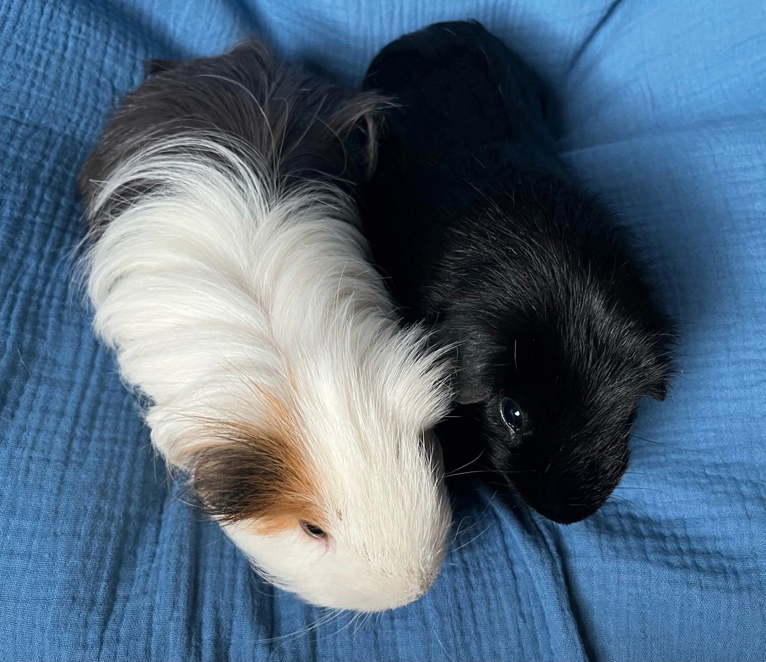 Изображение морской свинки