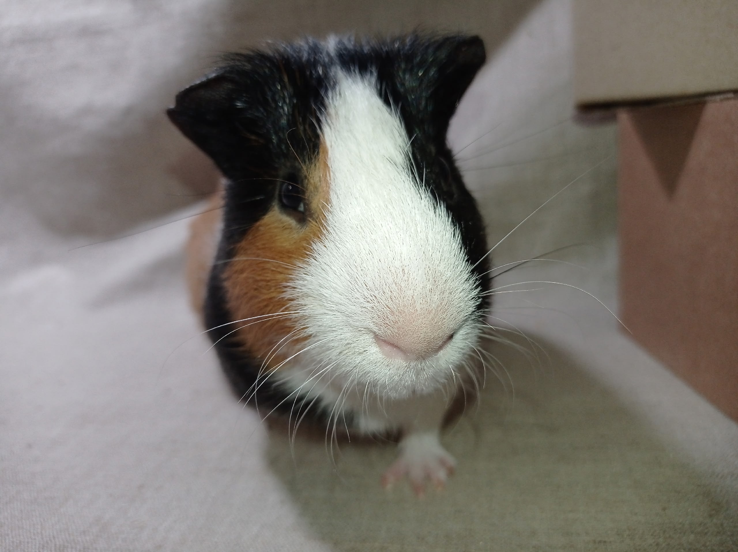 Изображение морской свинки