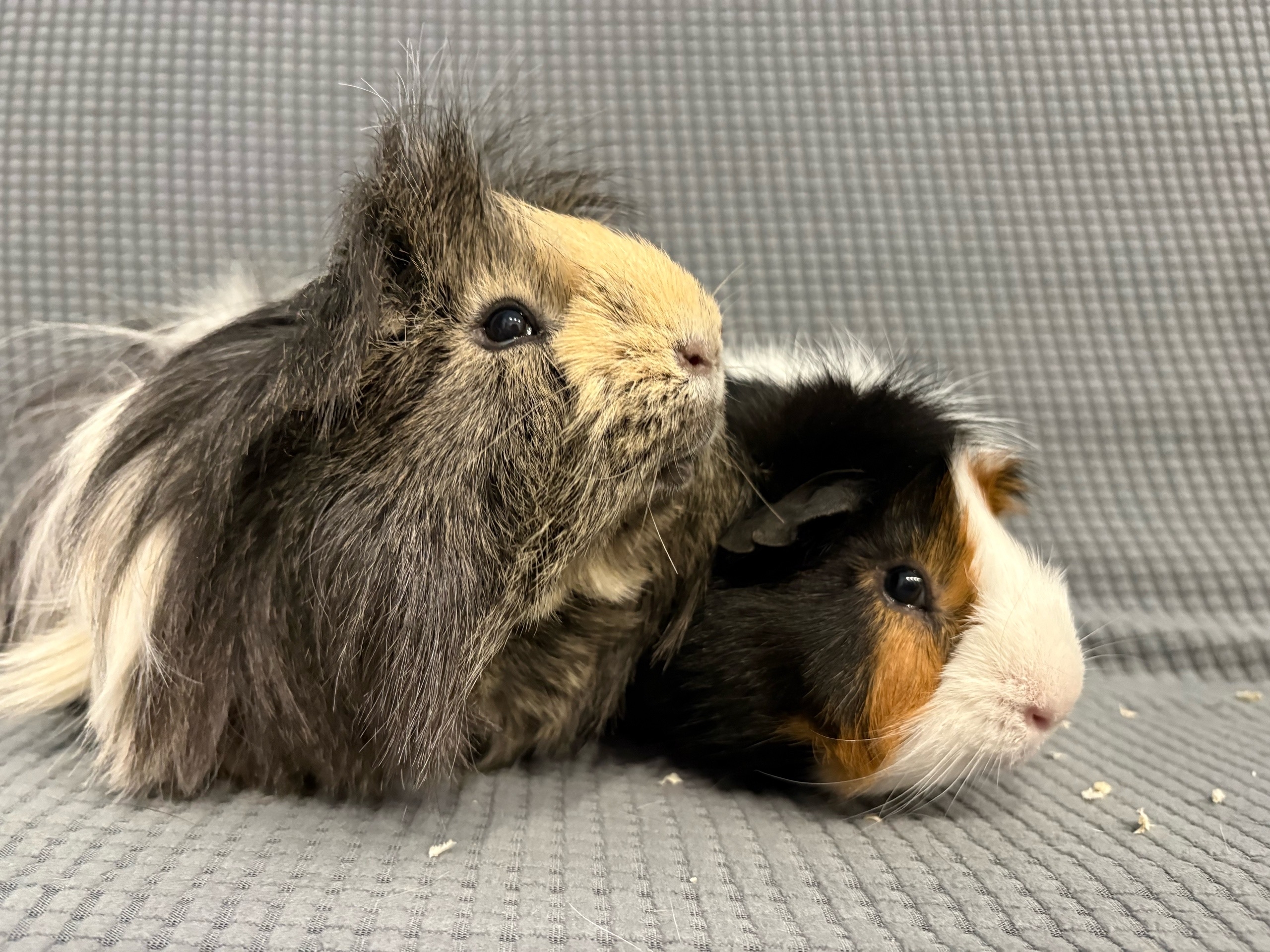 Изображение морской свинки