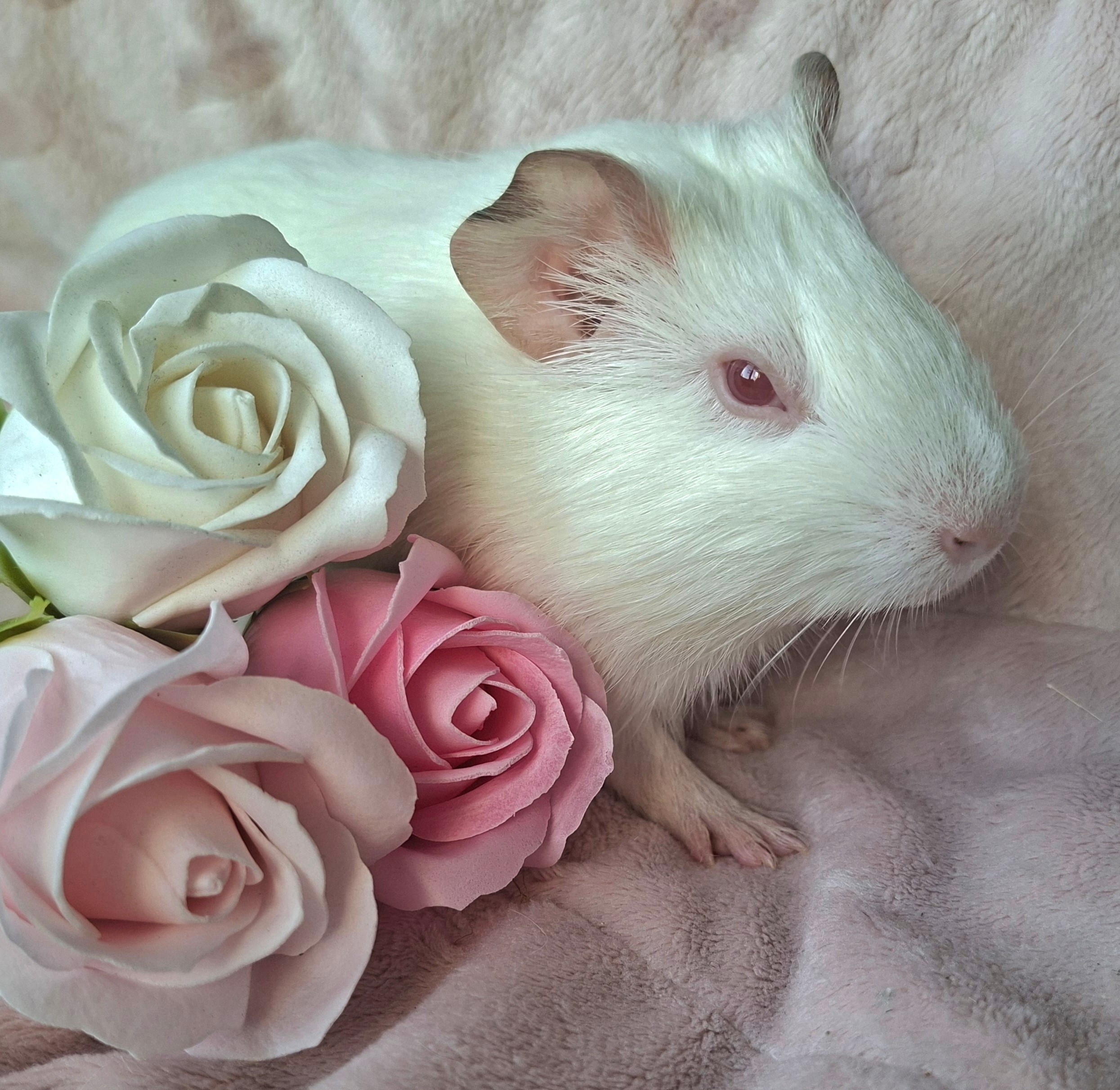 Фотография морской свинки по имени Цоцулька