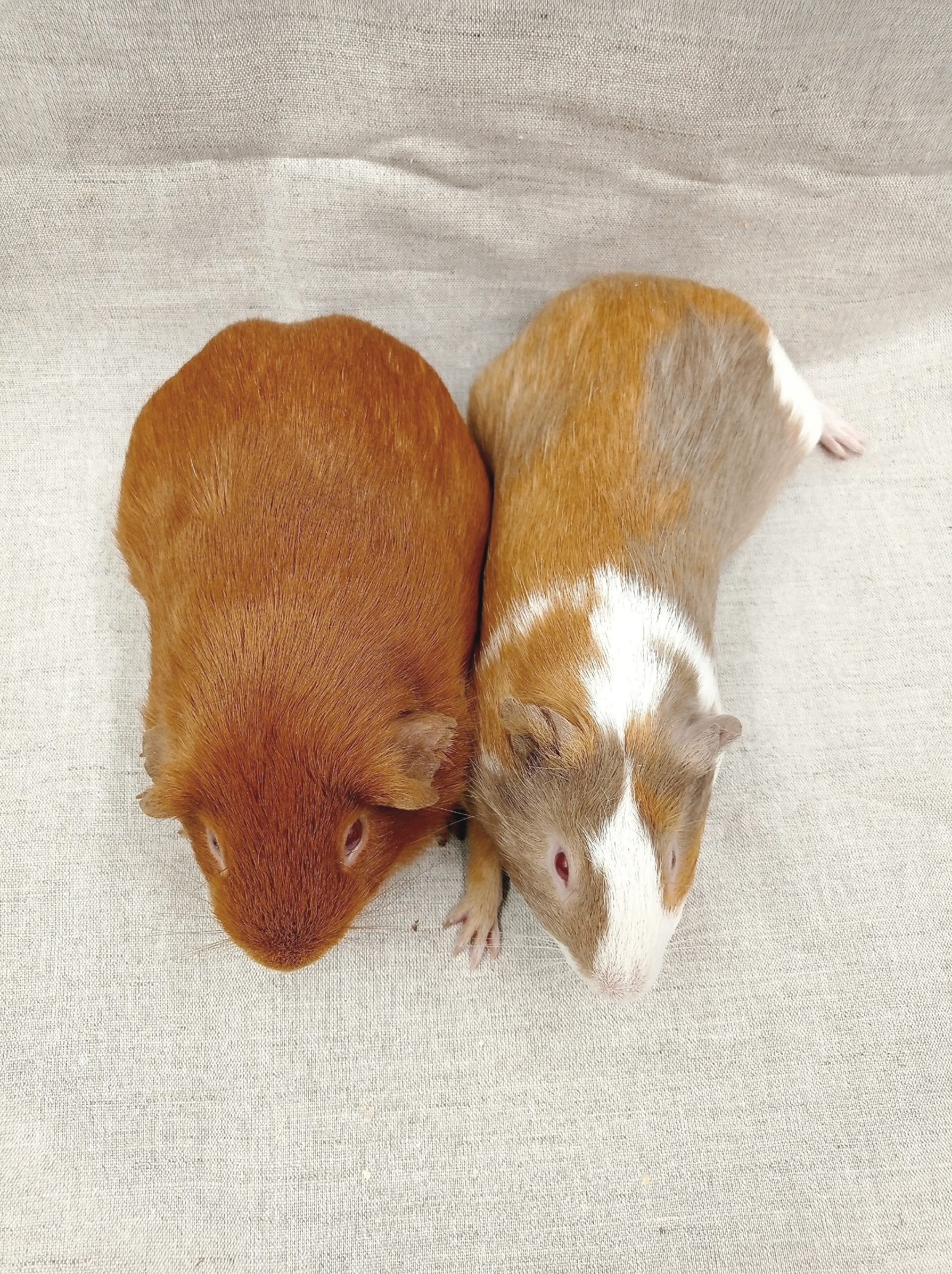 Изображение морской свинки