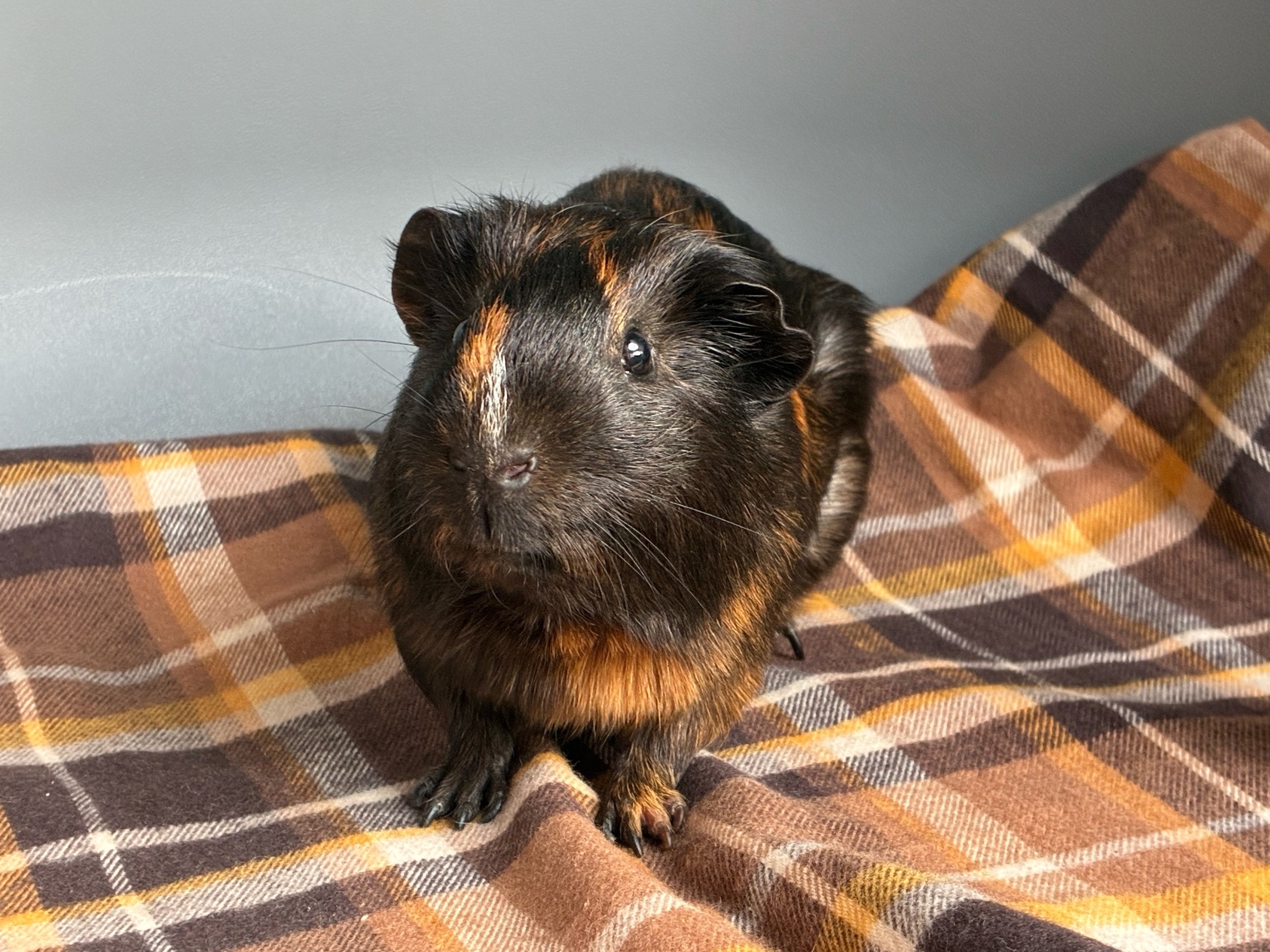 Изображение морской свинки