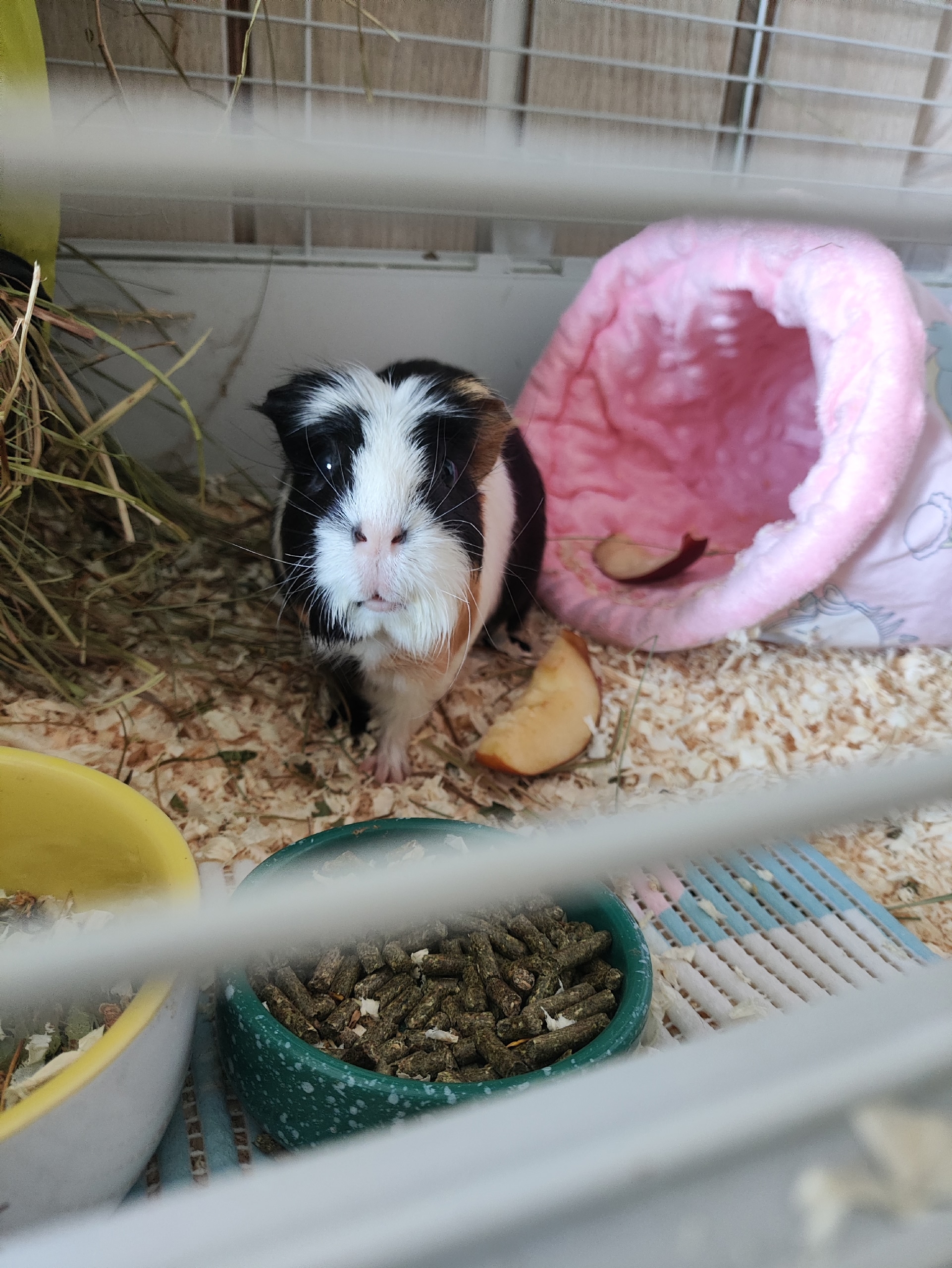 Изображение морской свинки