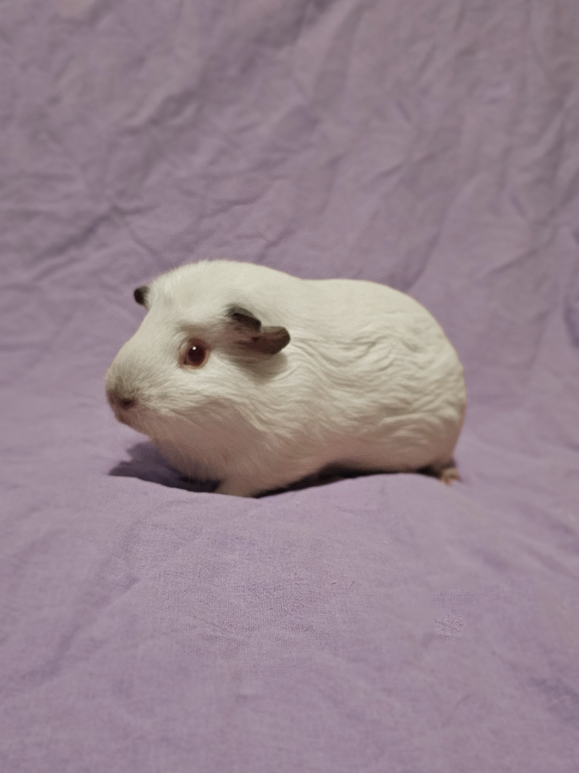 Фотография морской свинки по имени Забавная Вишенка