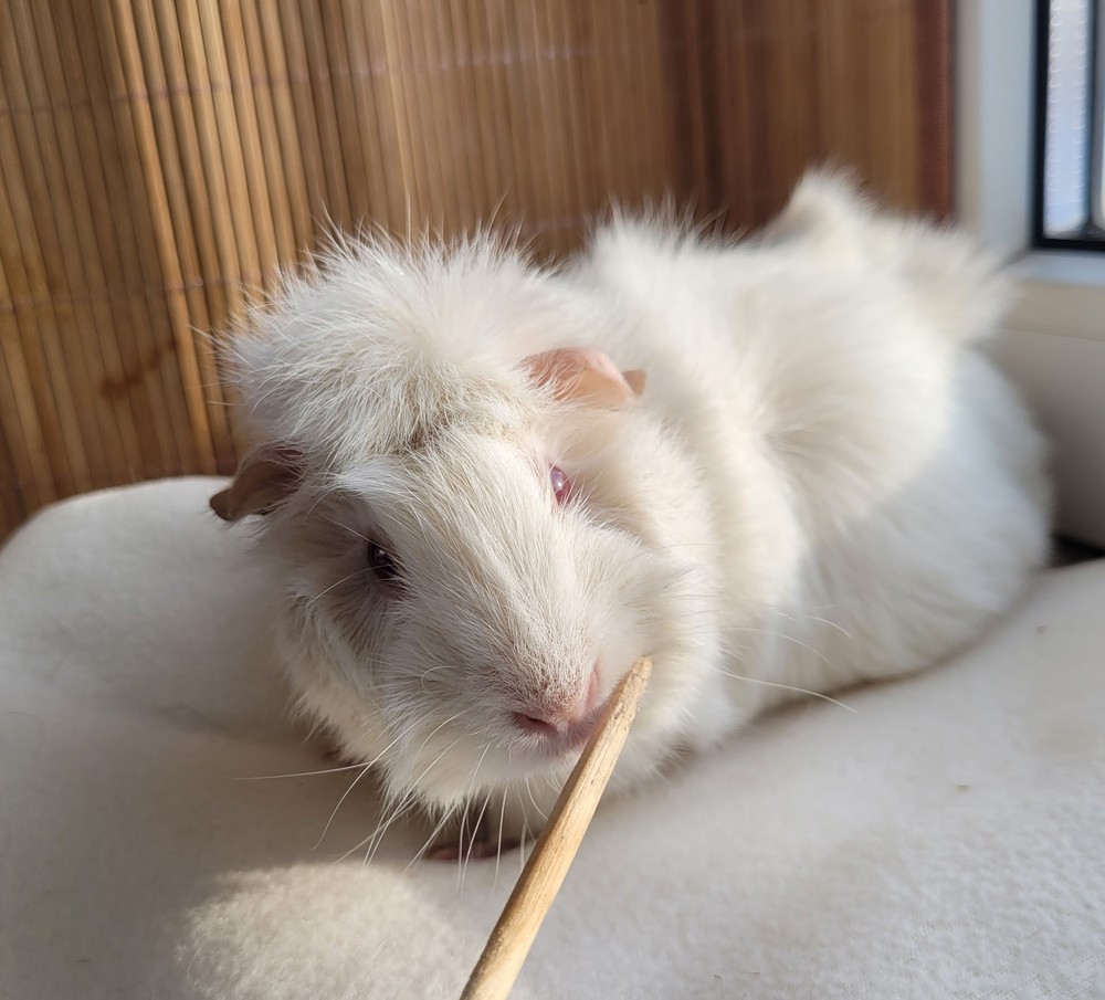 Изображение морской свинки