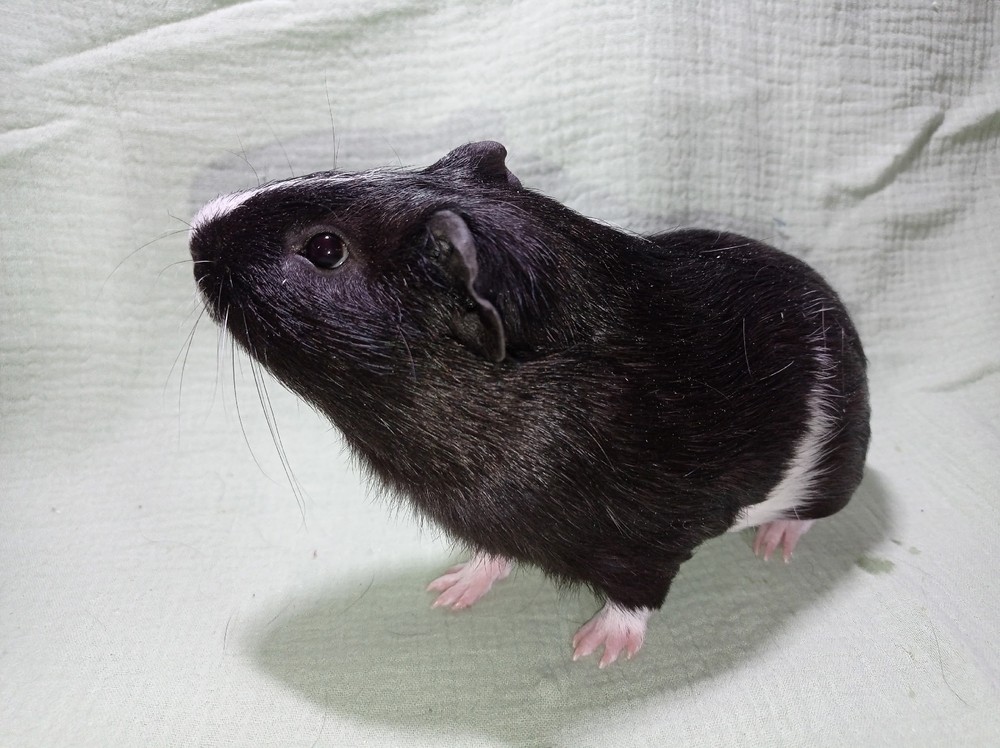 Фотография морской свинки по имени Тортик