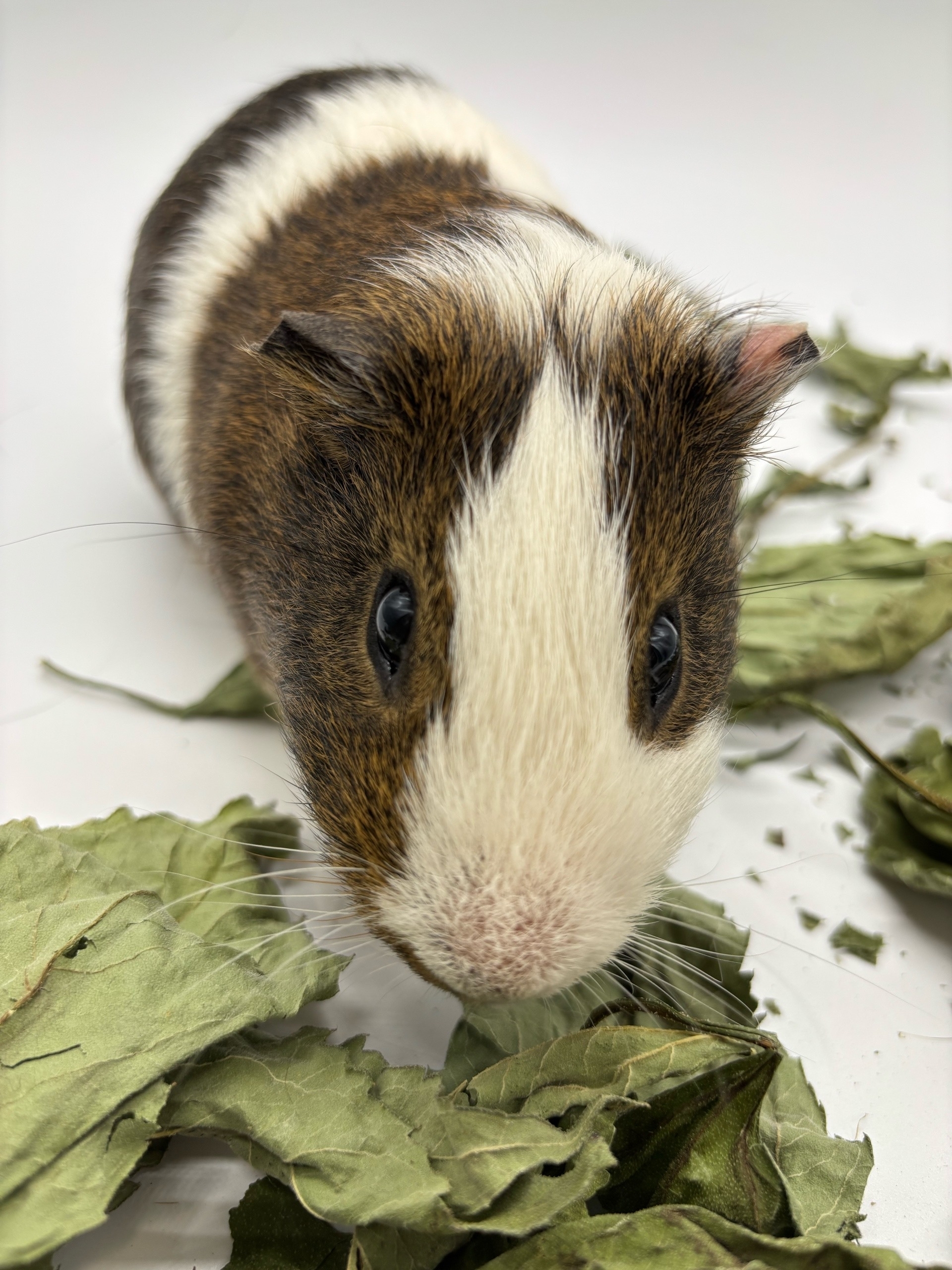 Изображение морской свинки