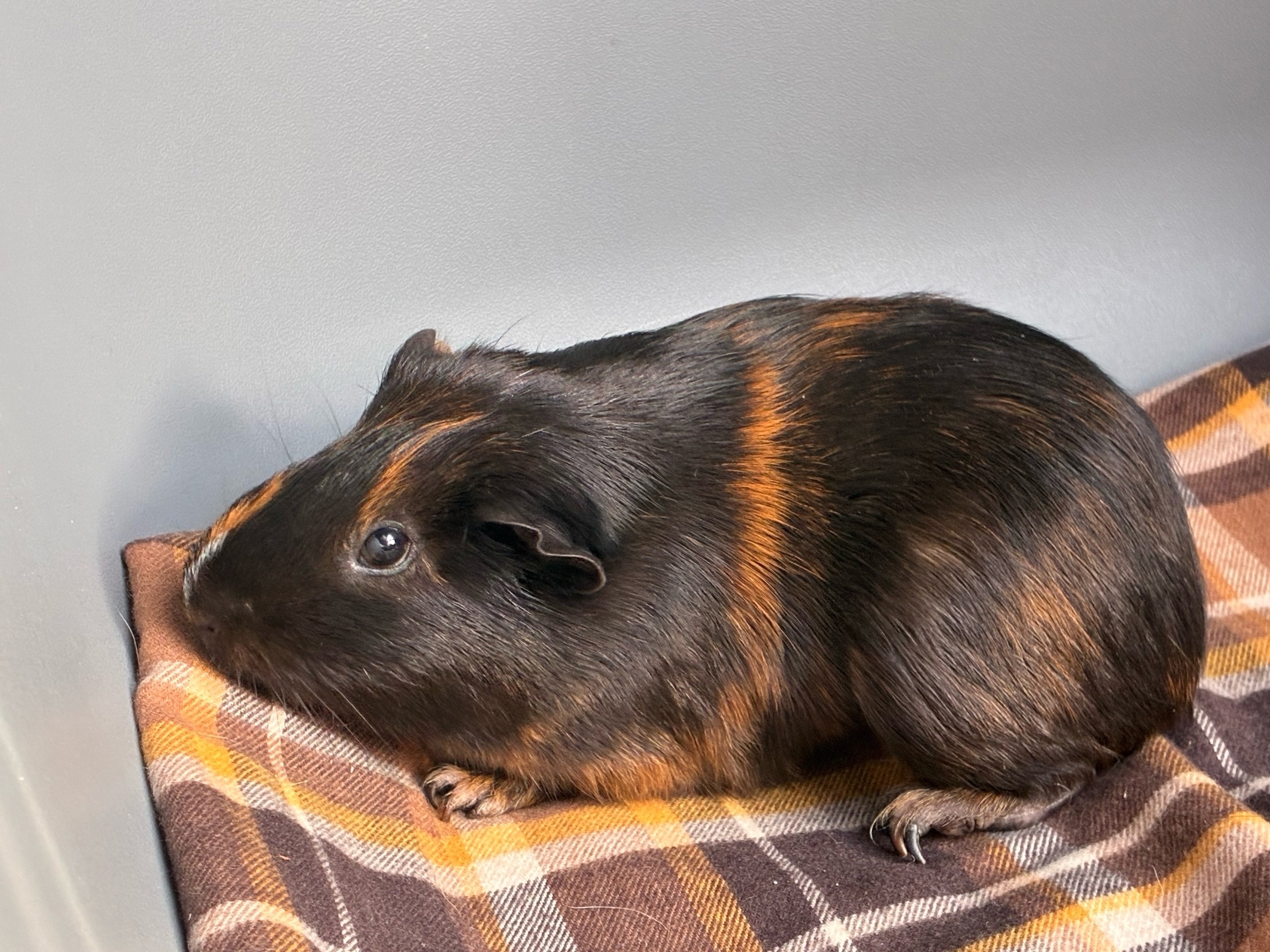 Изображение морской свинки