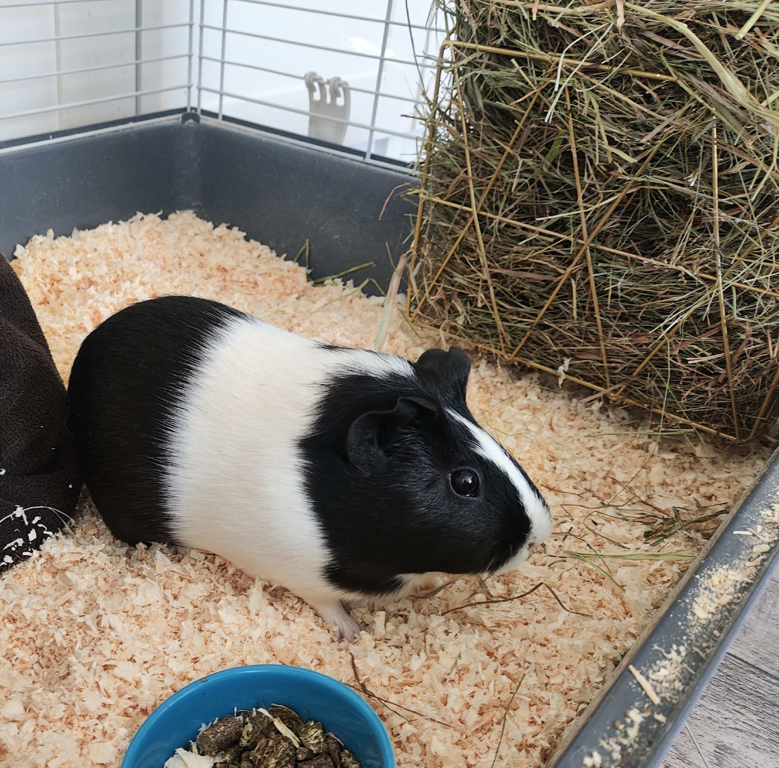 Изображение морской свинки