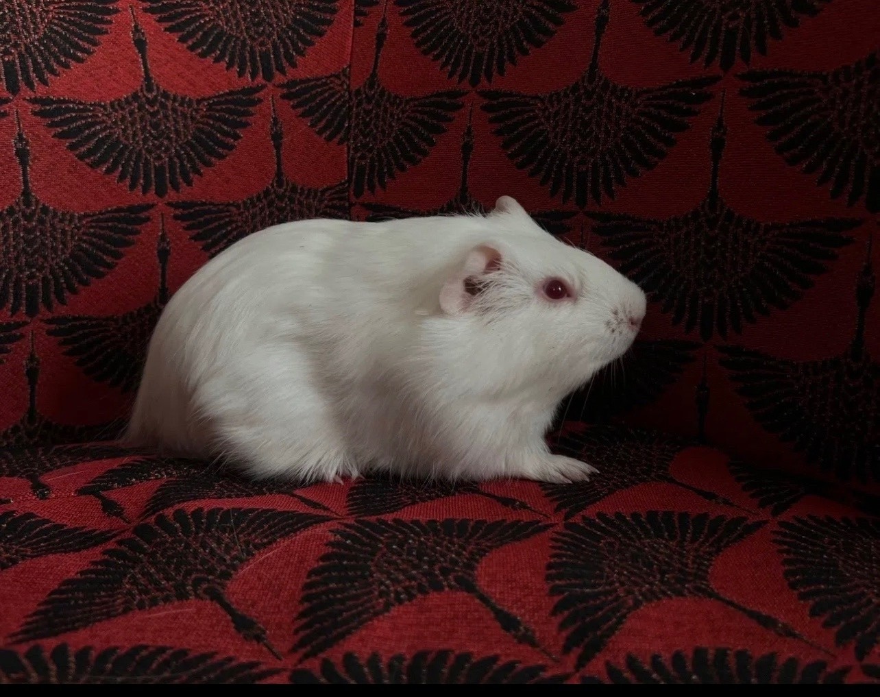 Изображение морской свинки