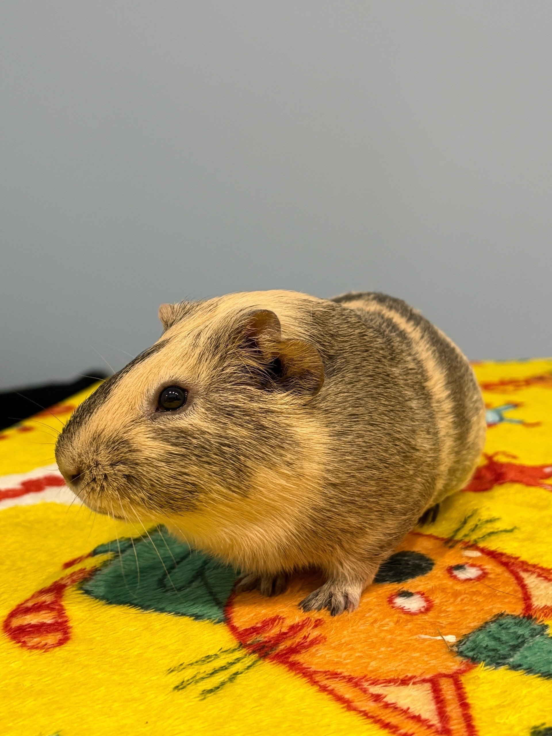 Фон для фотографии свинки по имени Бергамот