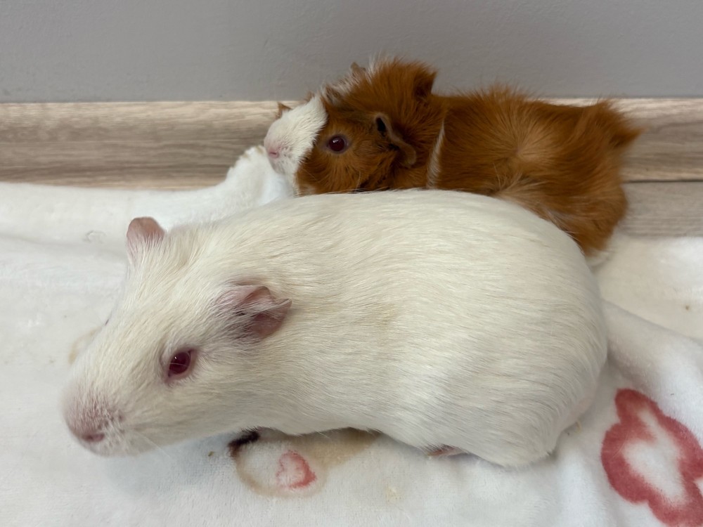 Изображение морской свинки