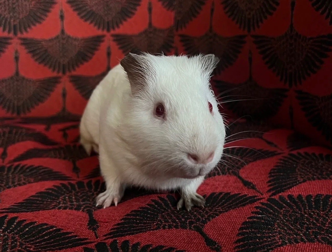 Фотография морской свинки по имени Цезарь