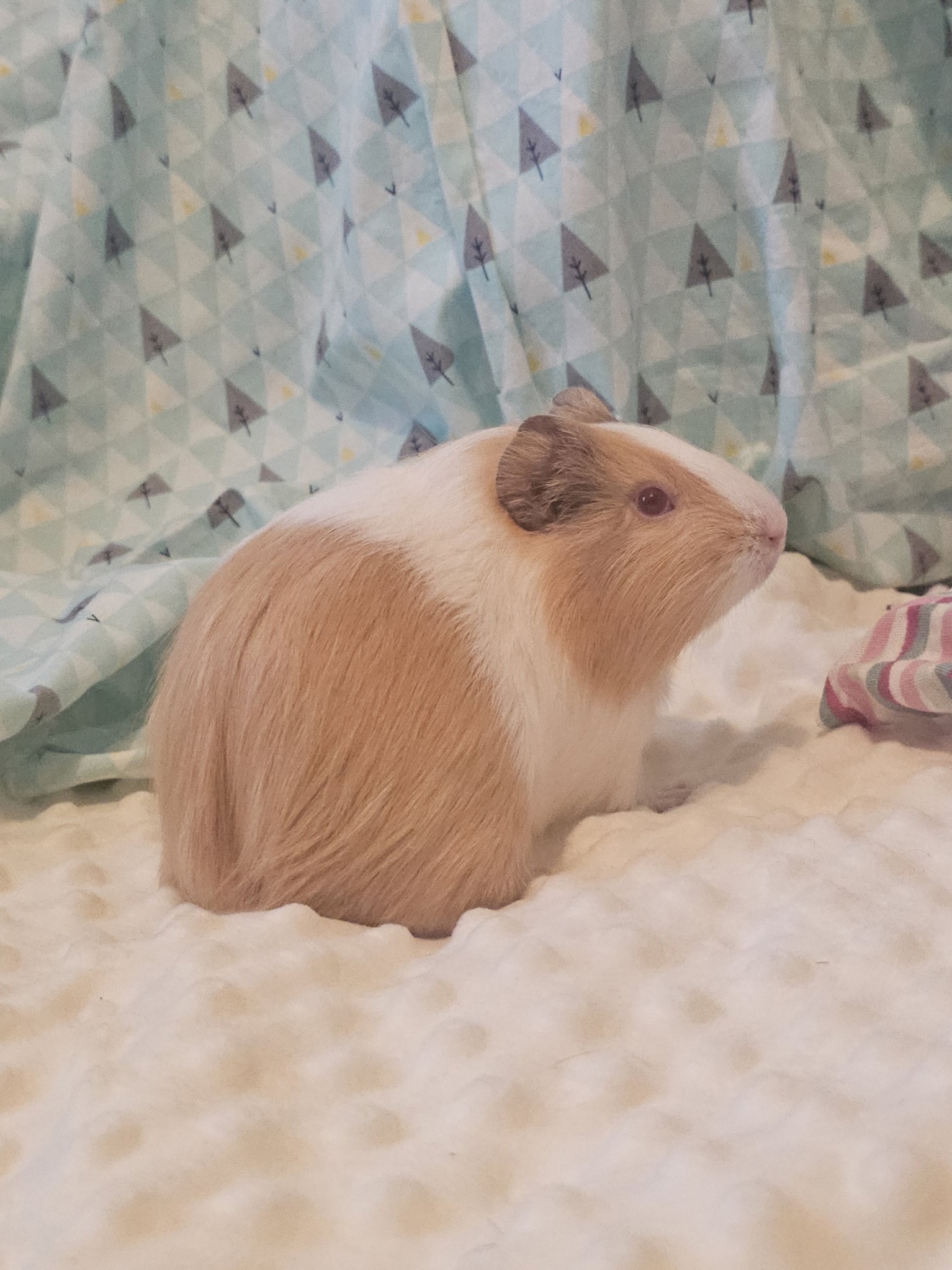 Фотография морской свинки по имени Эндорфин